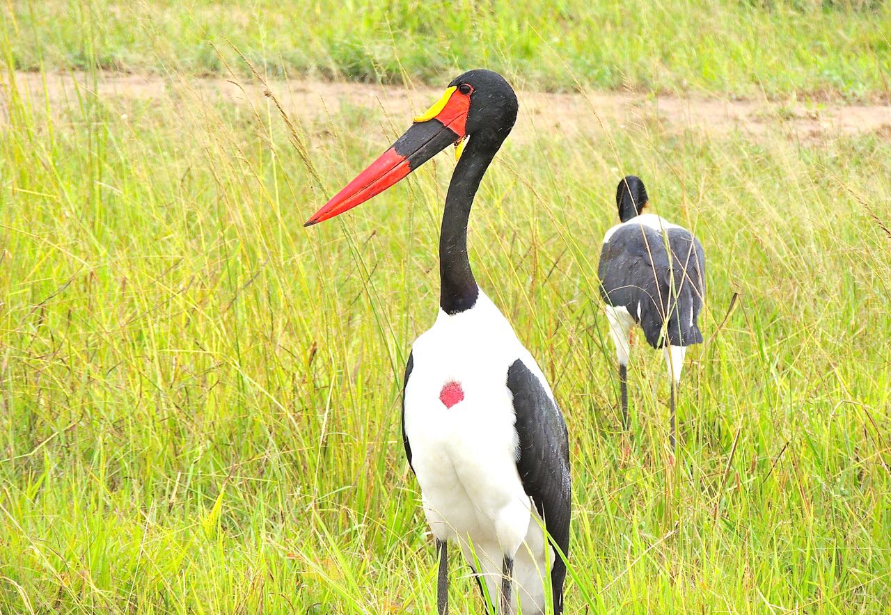 Saddle-billed Stork