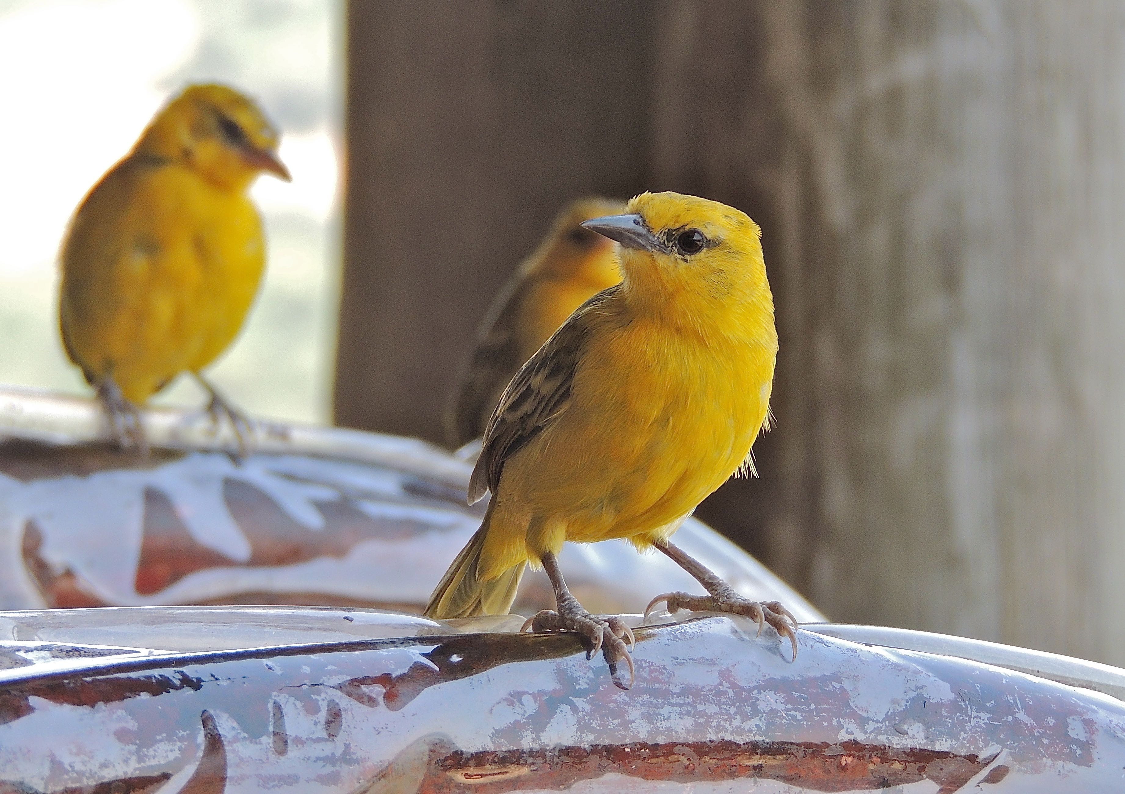 Slender-billed Weaver