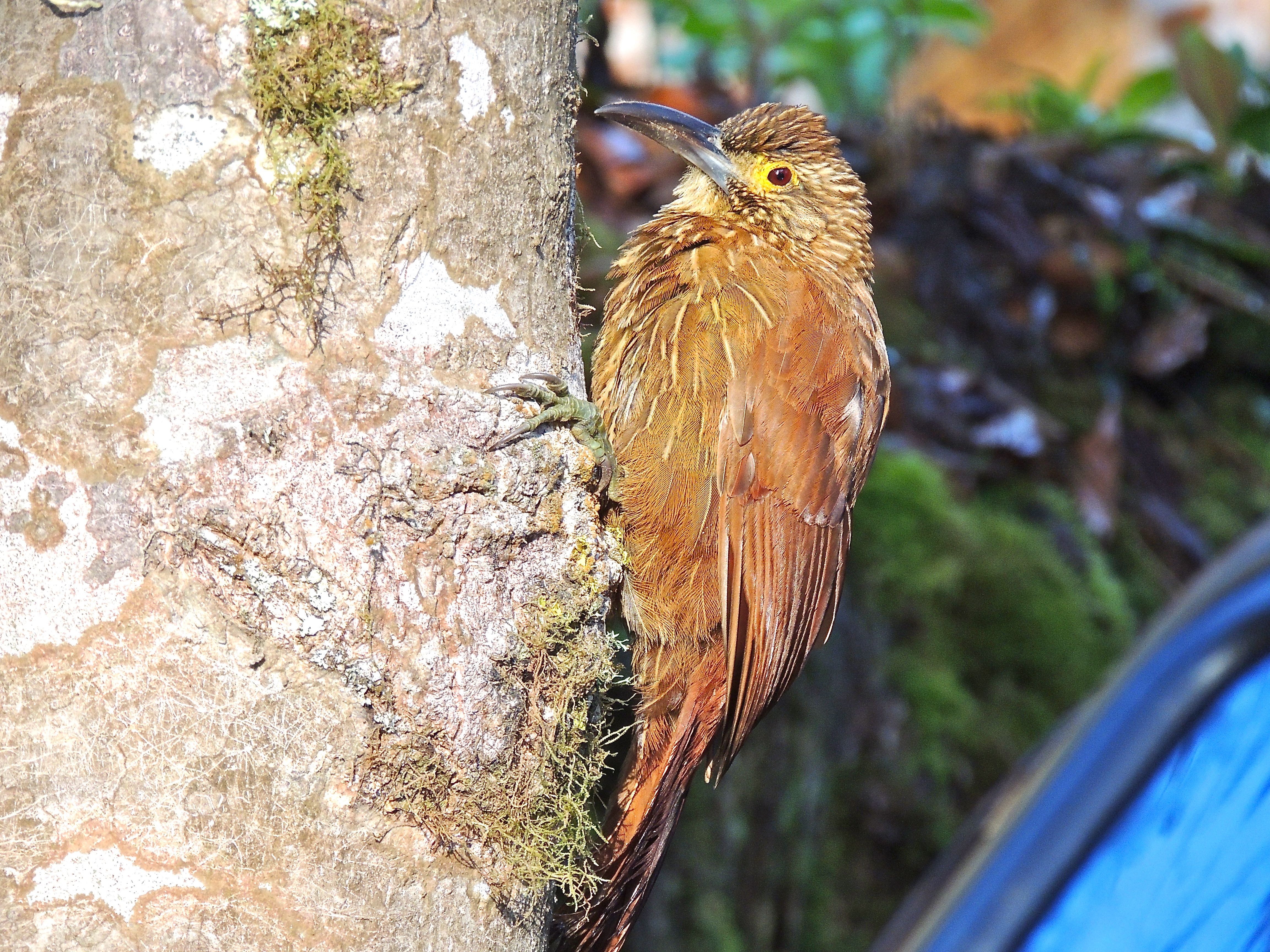 Strong-billed Woodcreeper