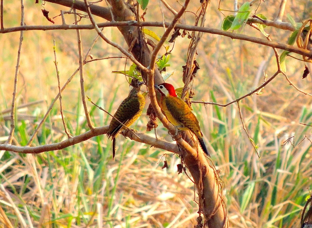 Spot-breasted Woodpeckers