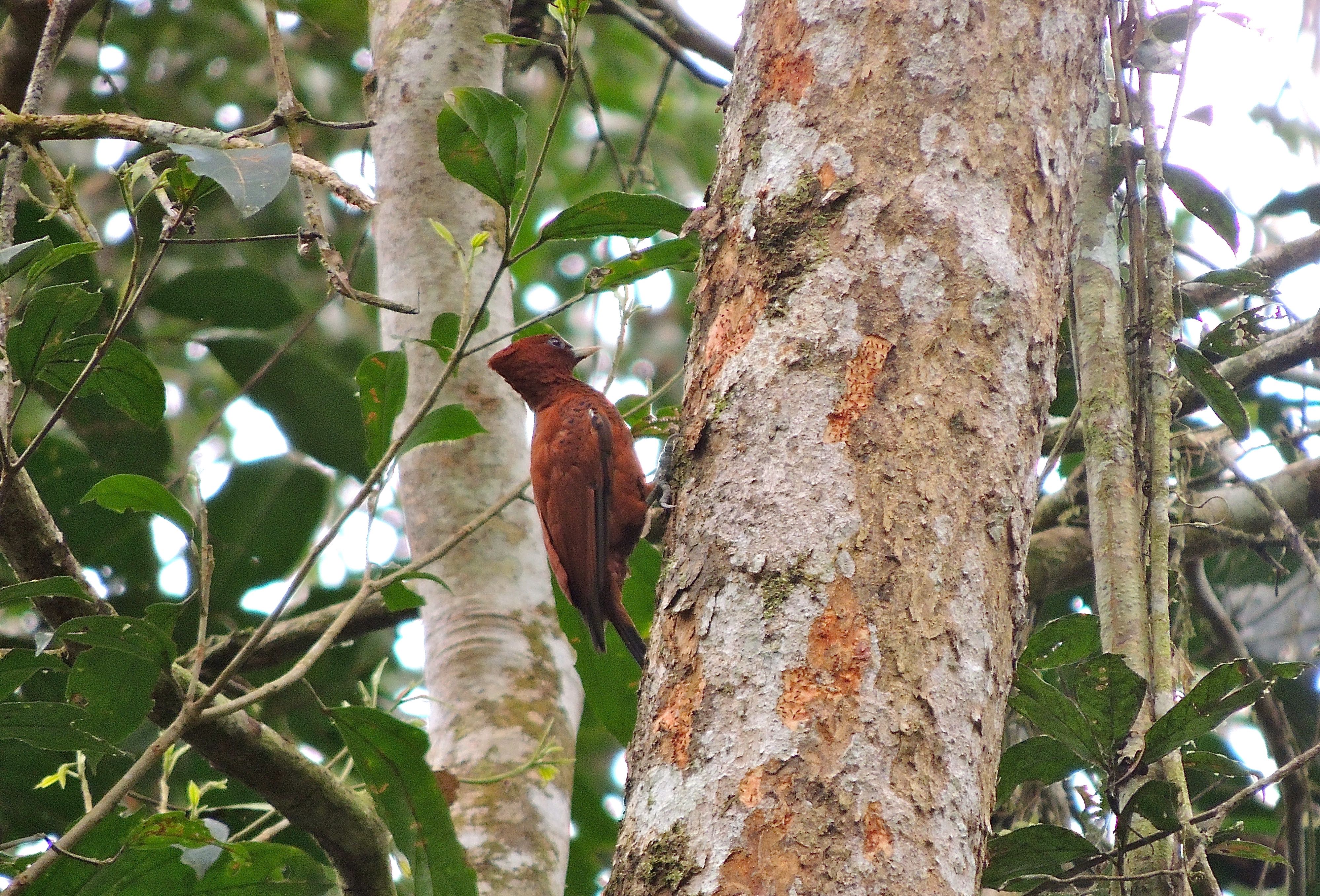 Scale-breasted Woodpecker