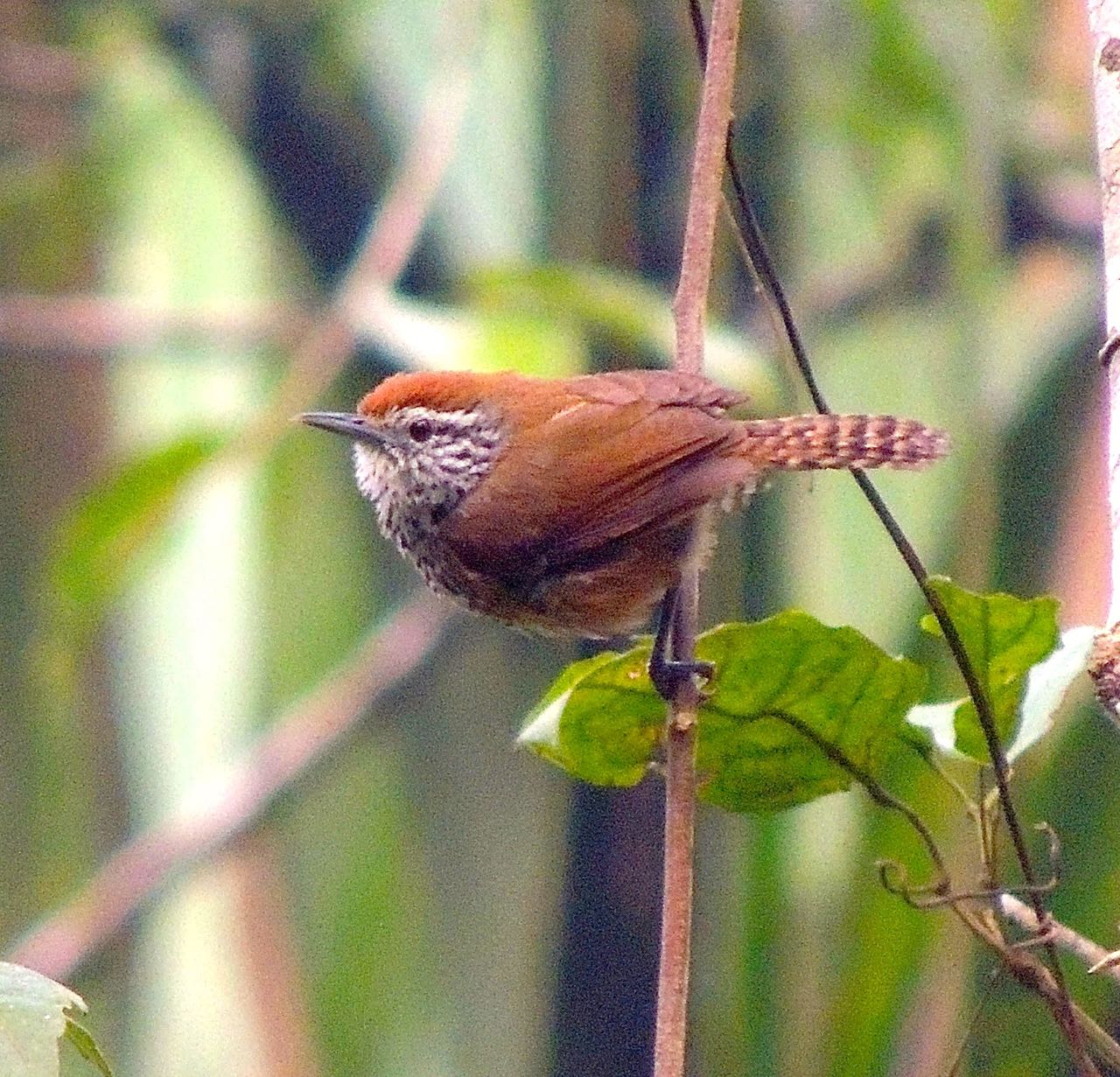 Spot-breasted Wren