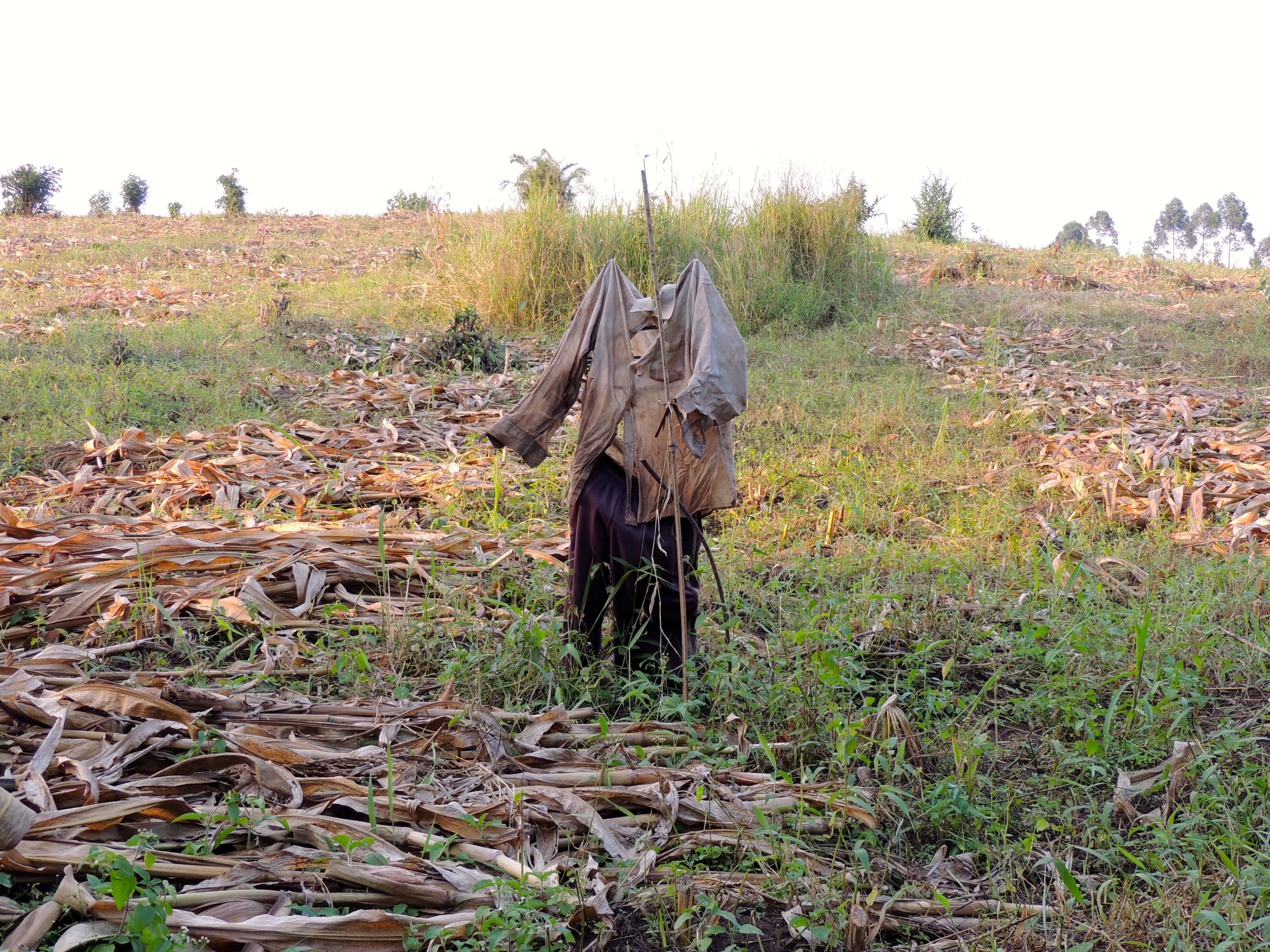 Scarecrow