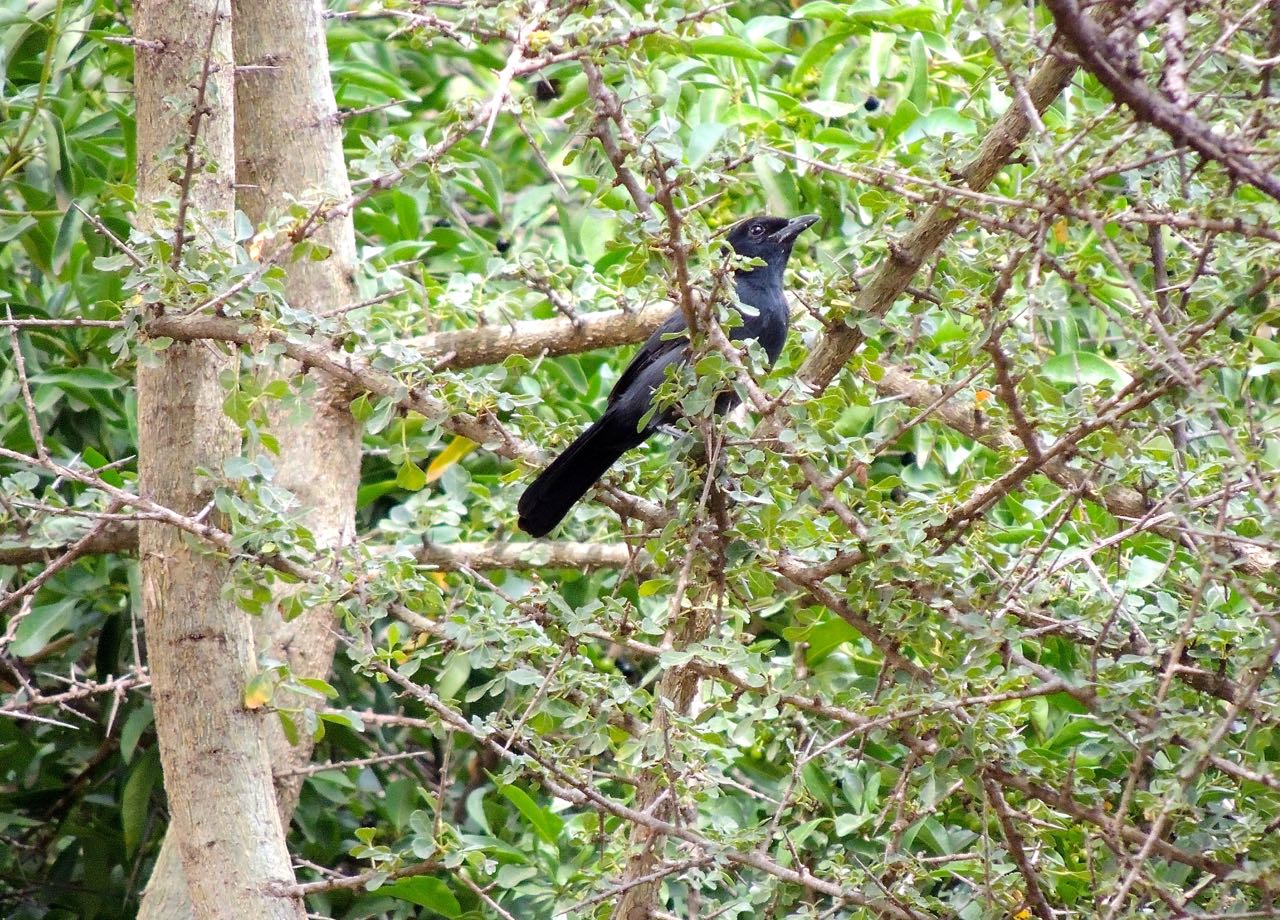 Slate-colored Boubou