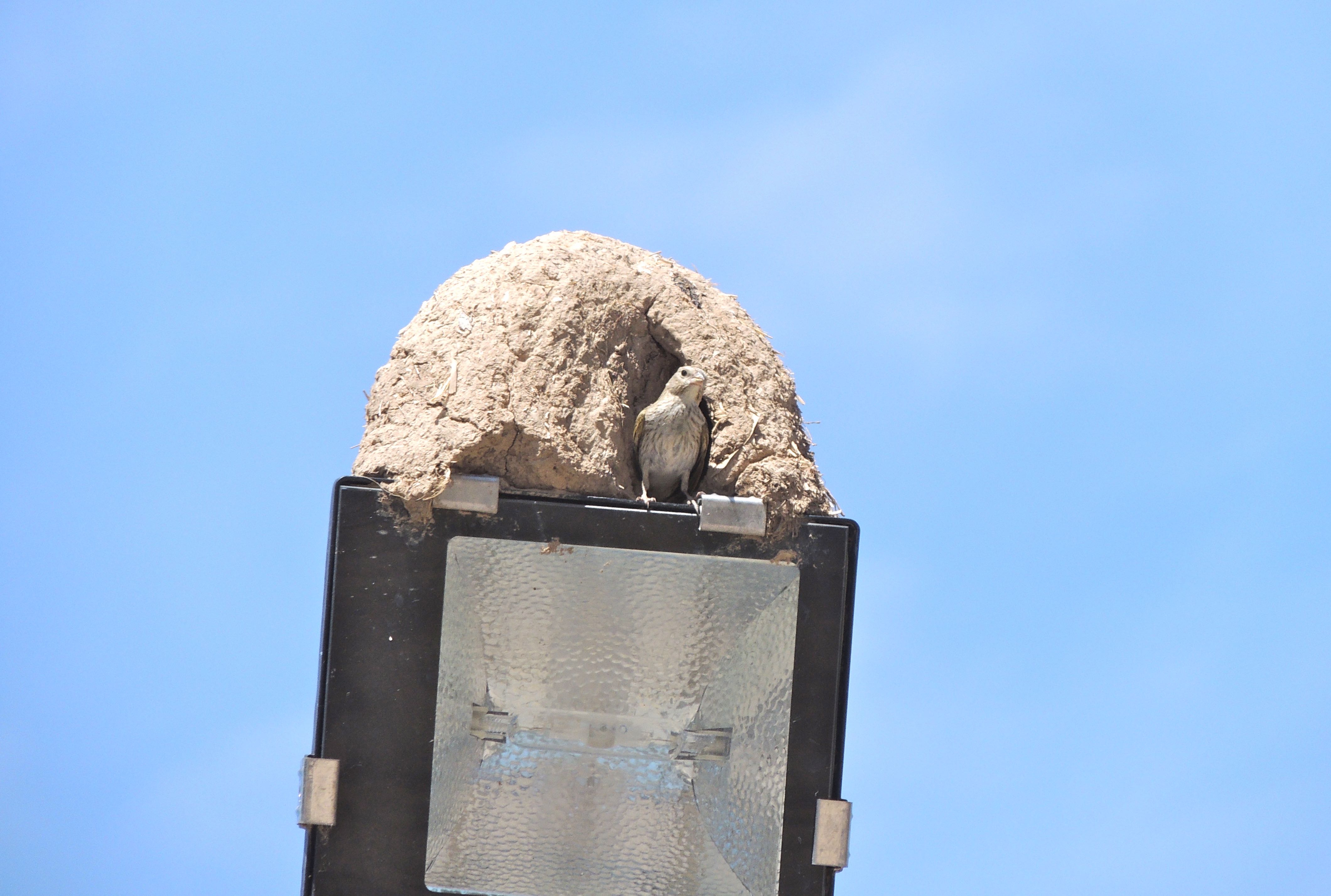 Screaming Cowbird