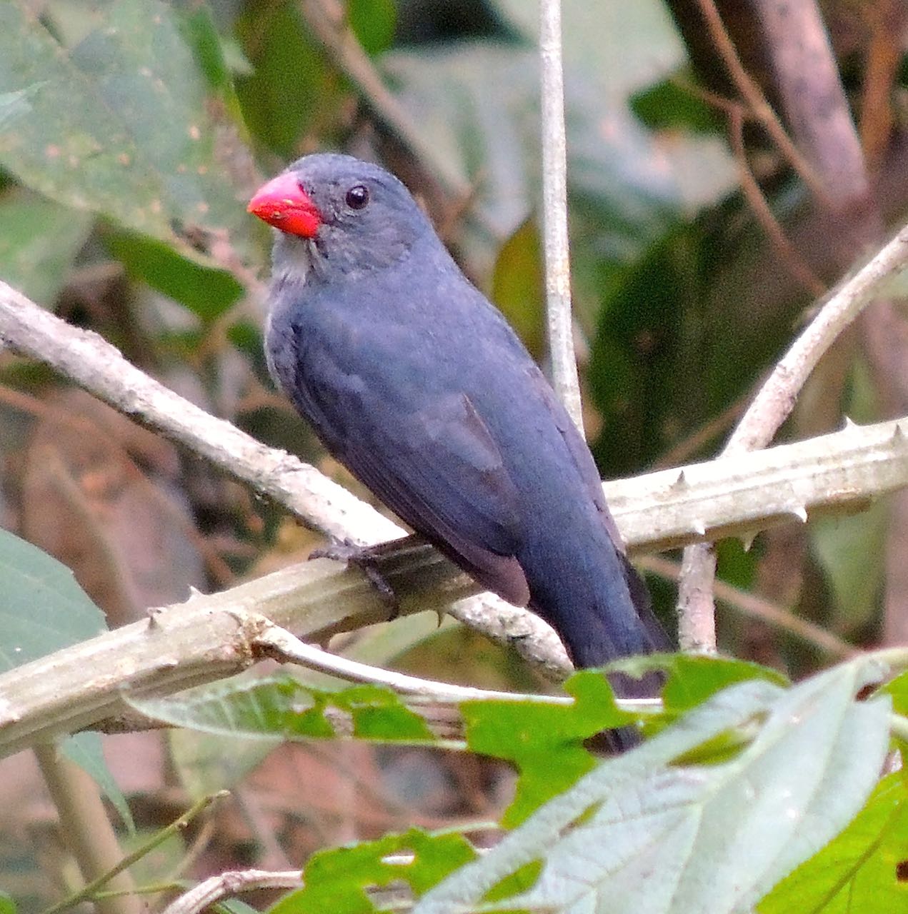 Slate-colored Grosbeak