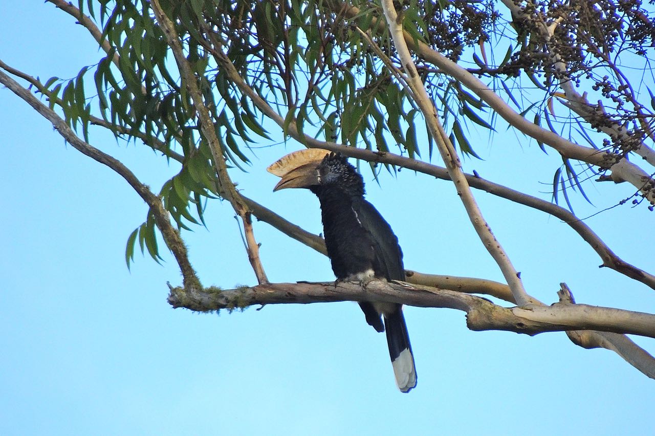 Silvery-cheeked Hornbill