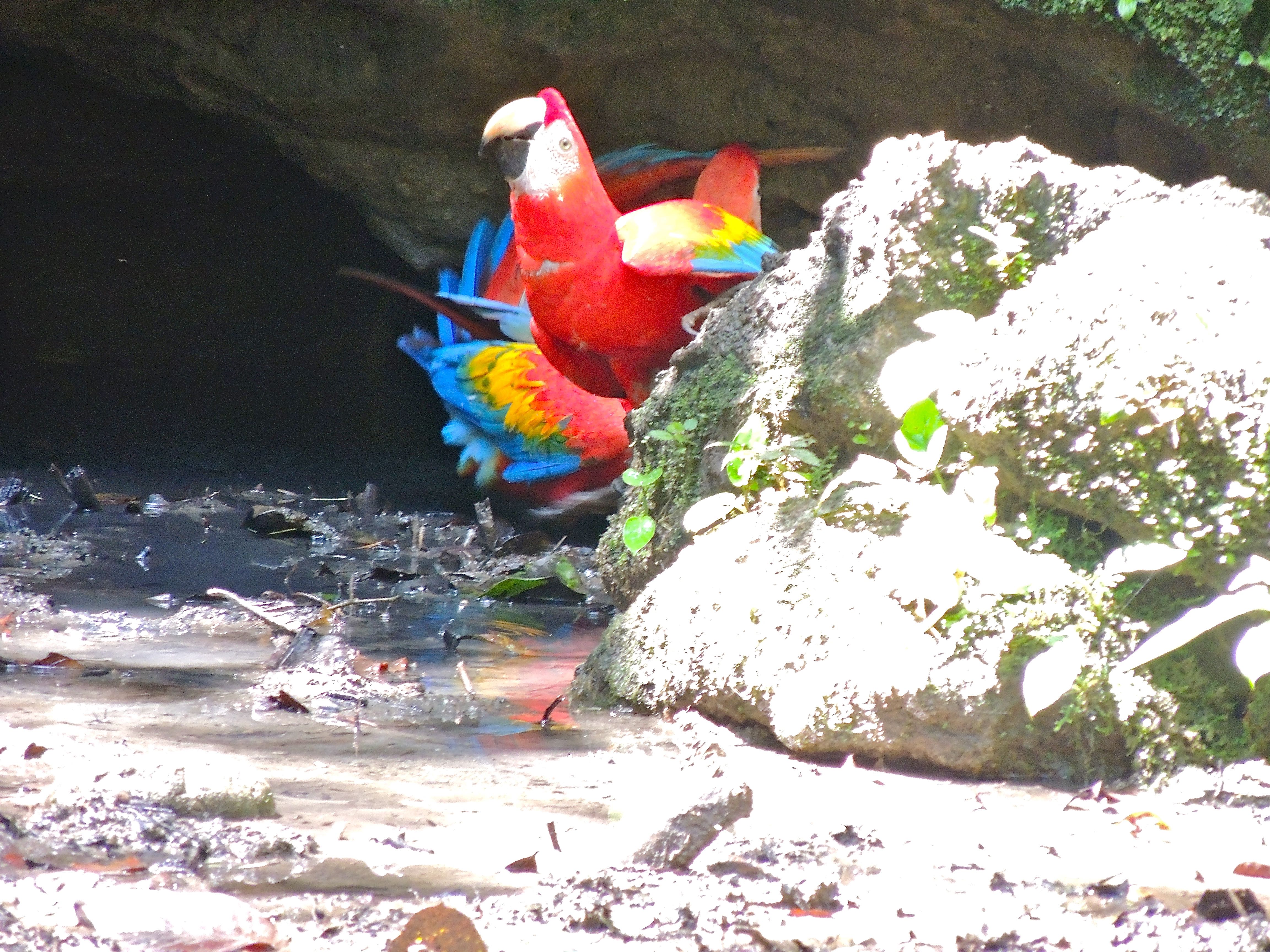 Scarlet Macaws