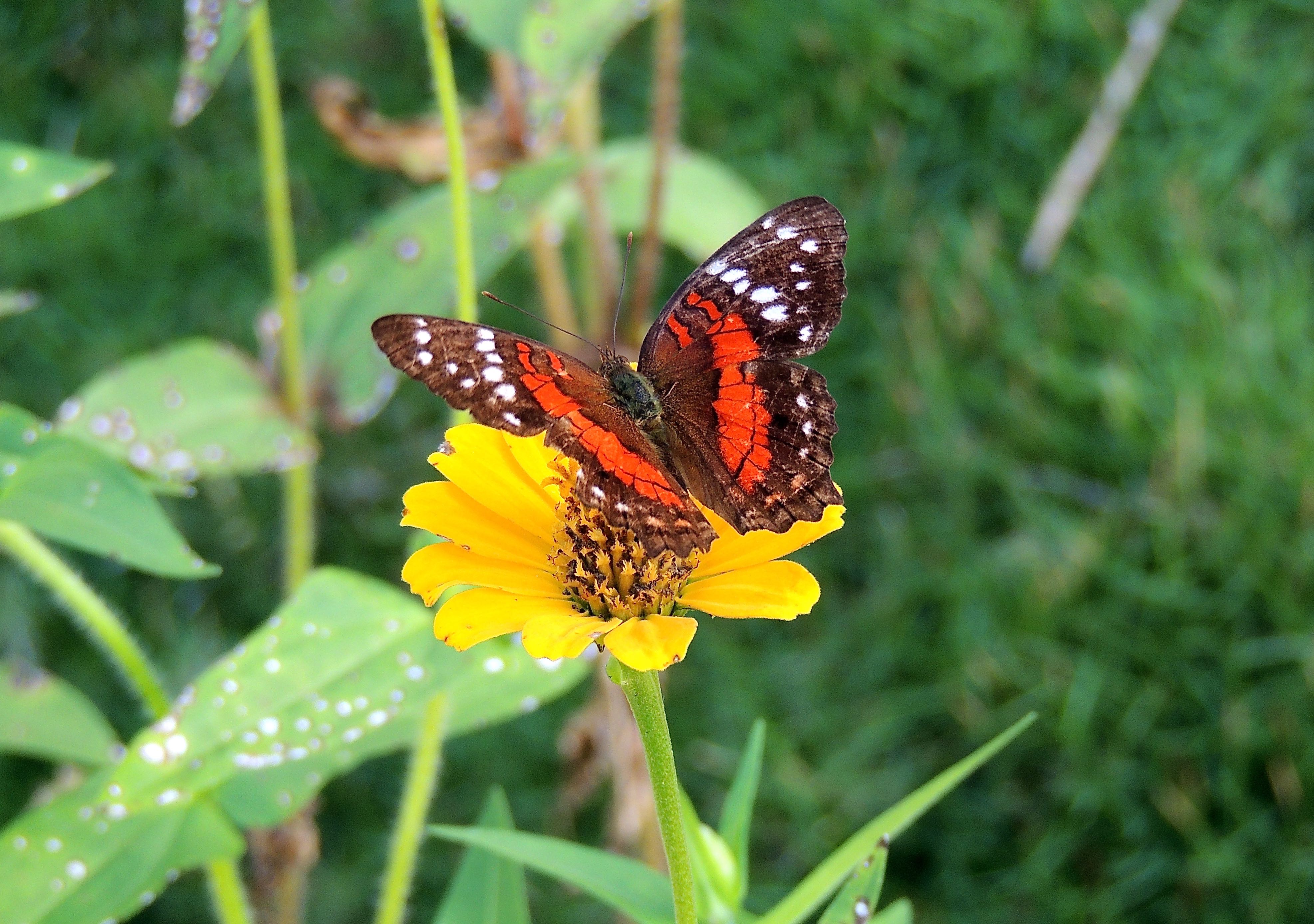 Scarlet Peacock