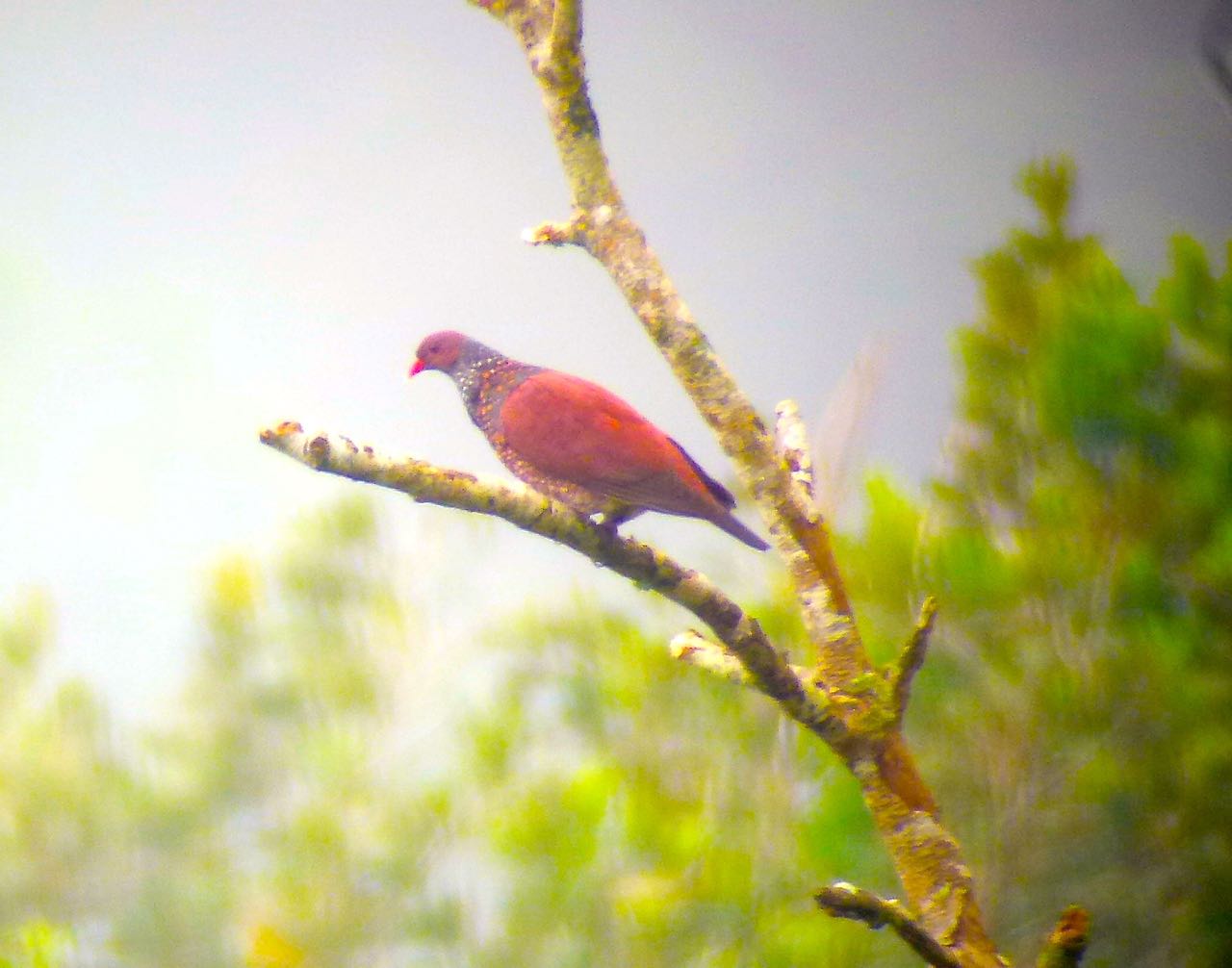 Scaled Pigeon