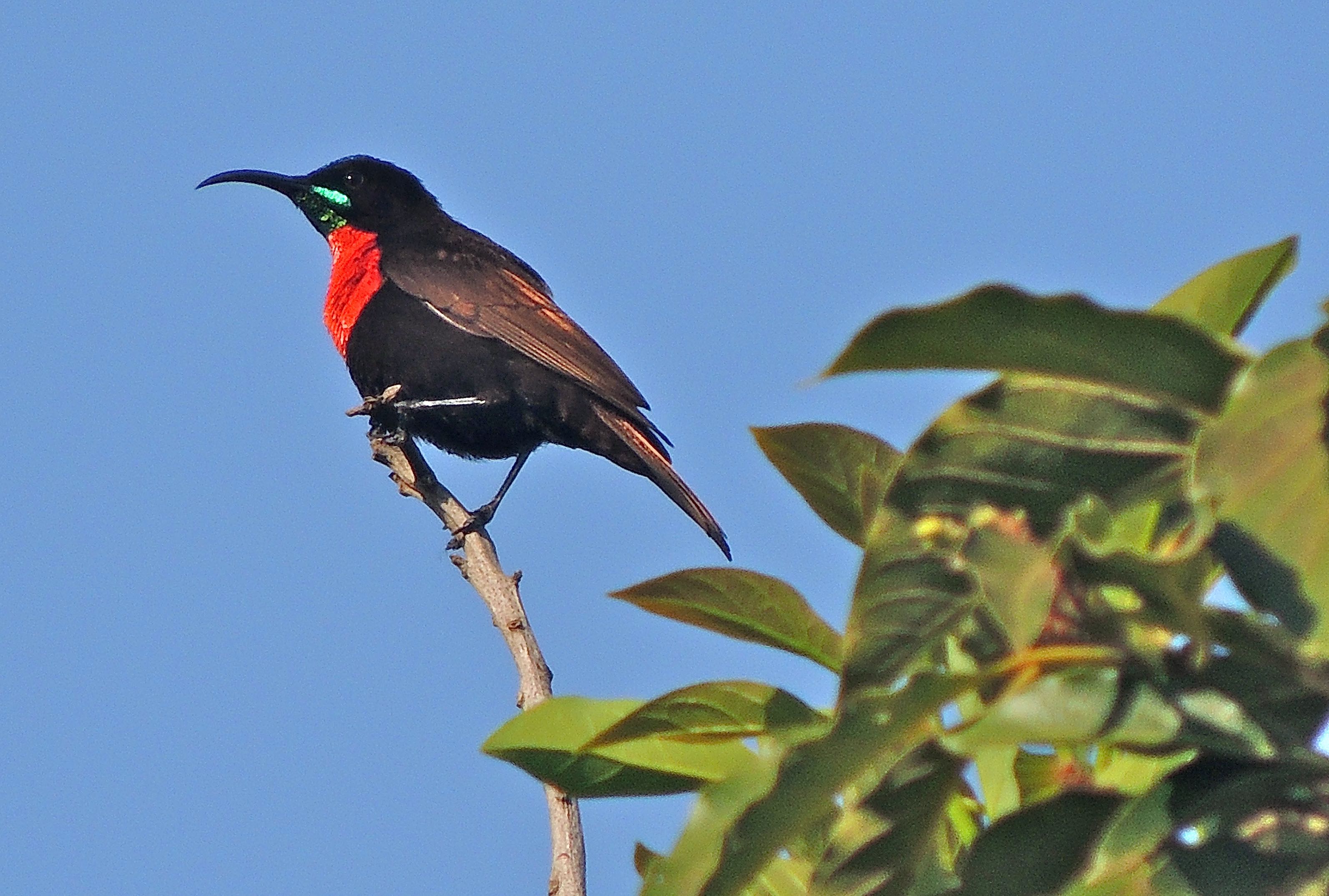 Scarlet-chested Sunbird