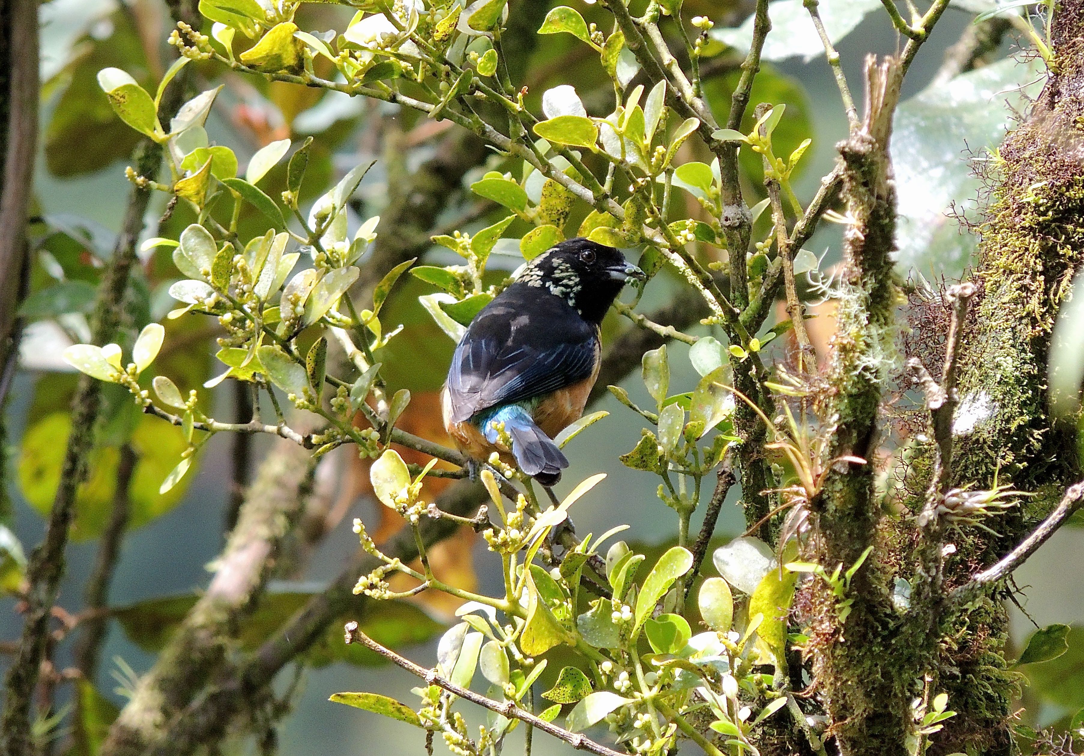 Spangle-cheeked Tanager