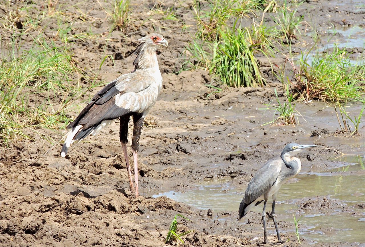 Secretarybird and Black-headed Heron