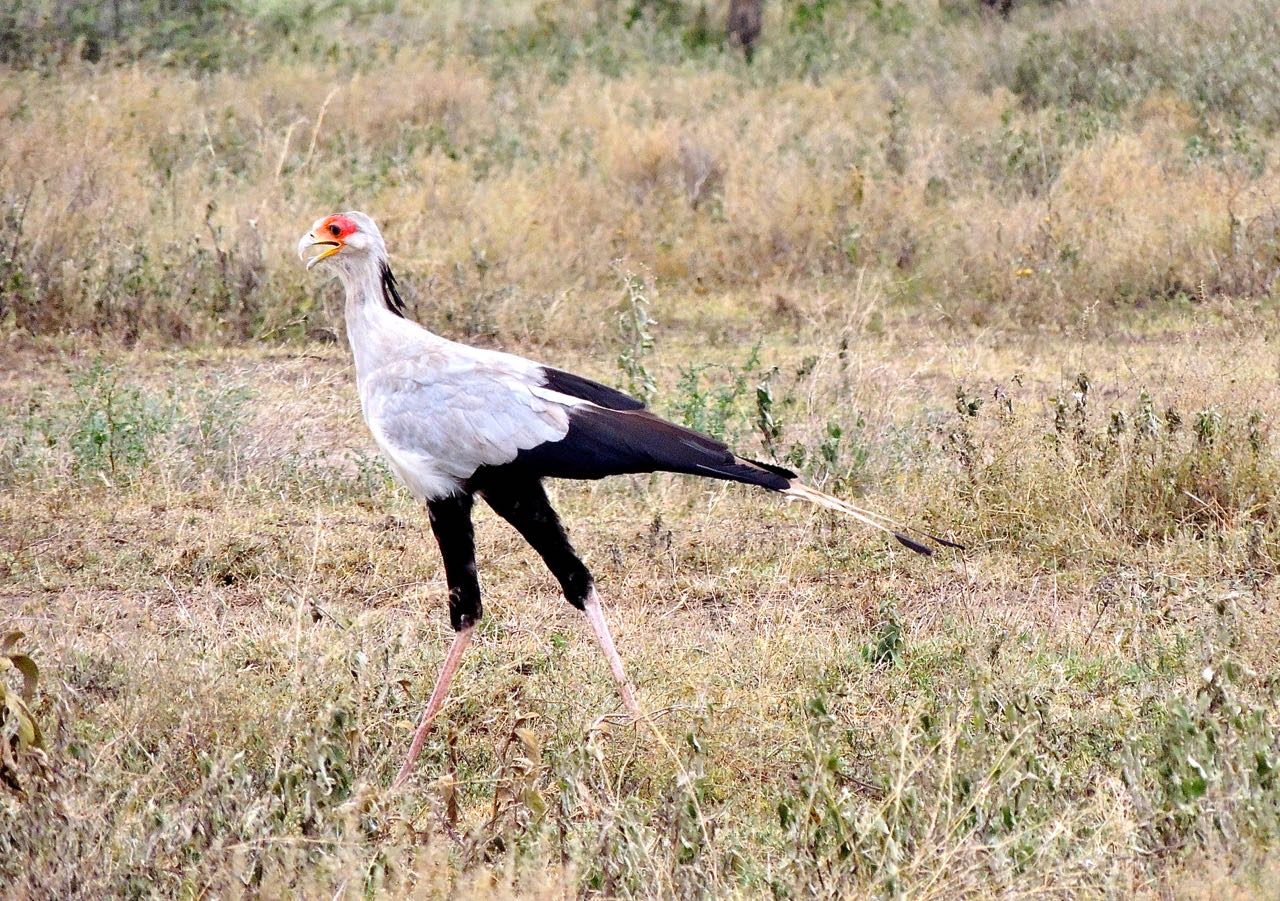 Secretarybird