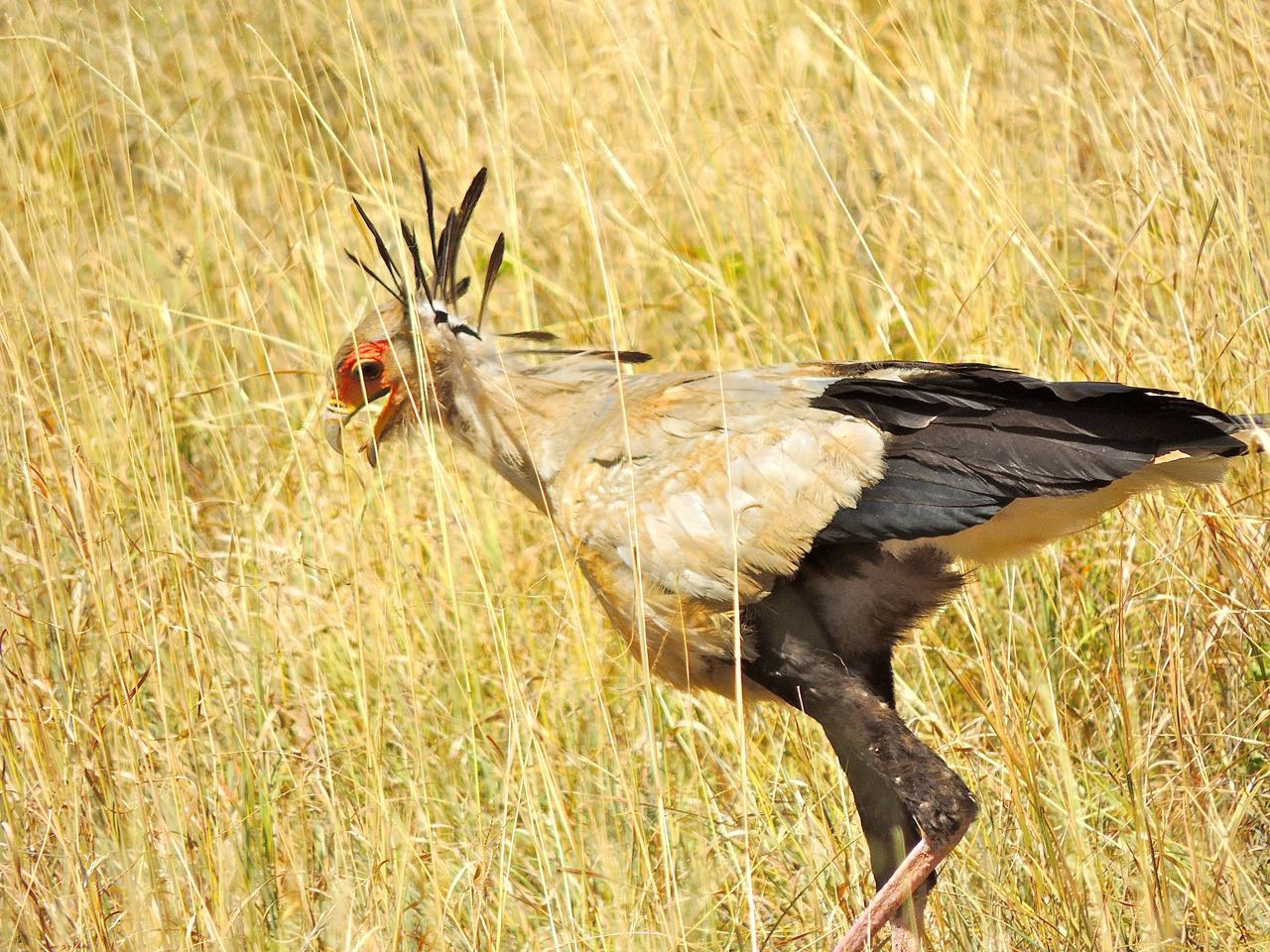 Secretarybird