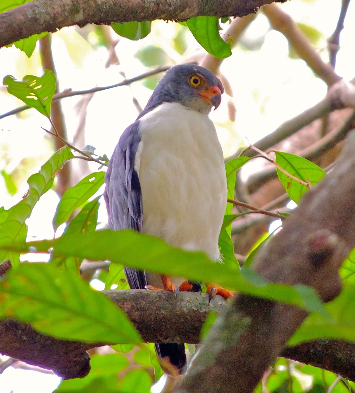 Semiplumbeous Hawk