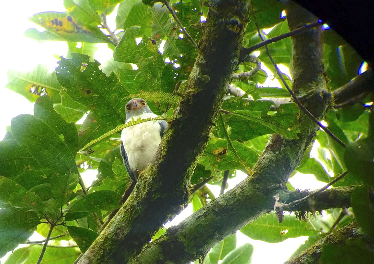 Semiplumbeous Hawk