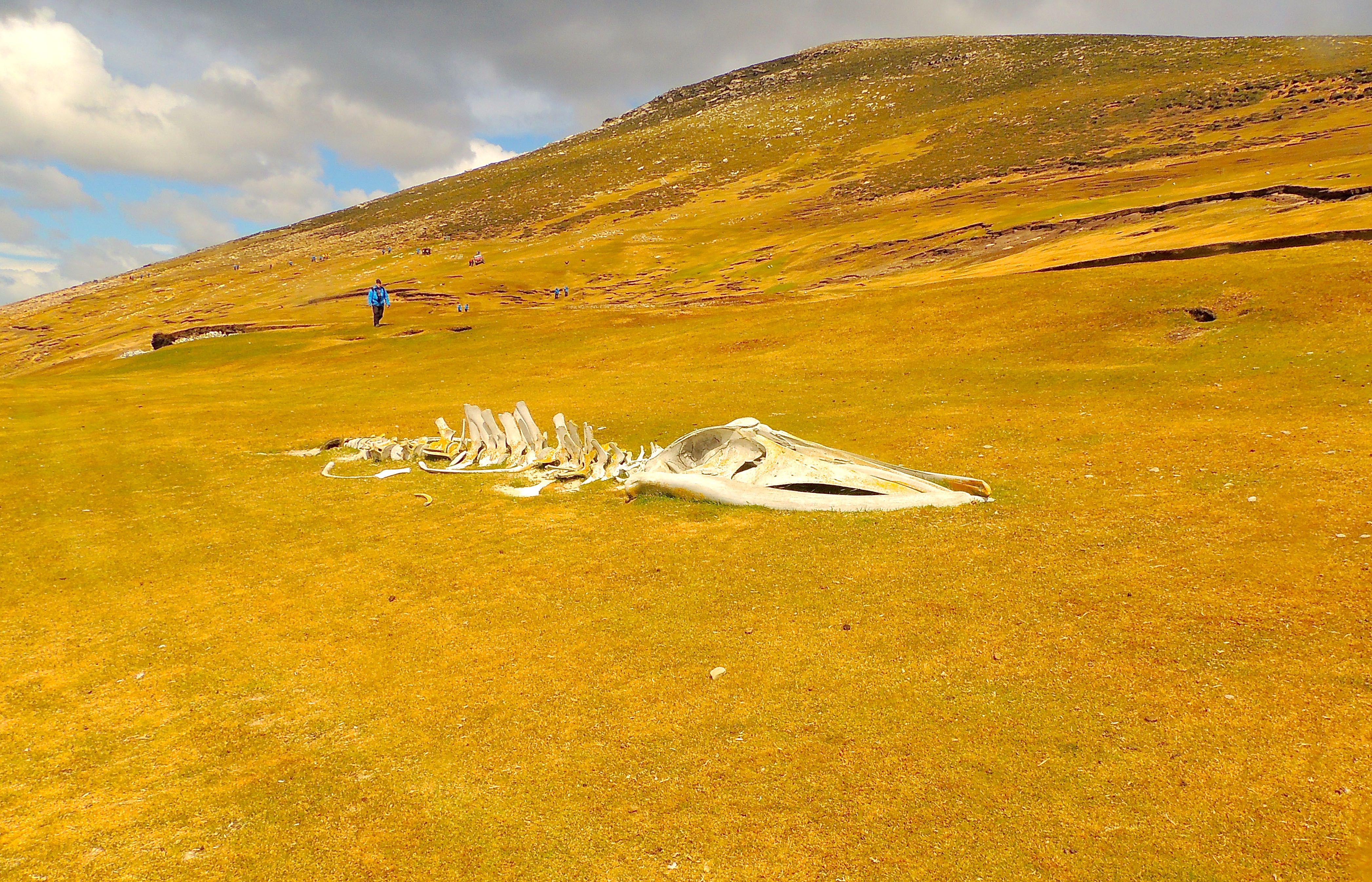 Sei Whale Skeleton