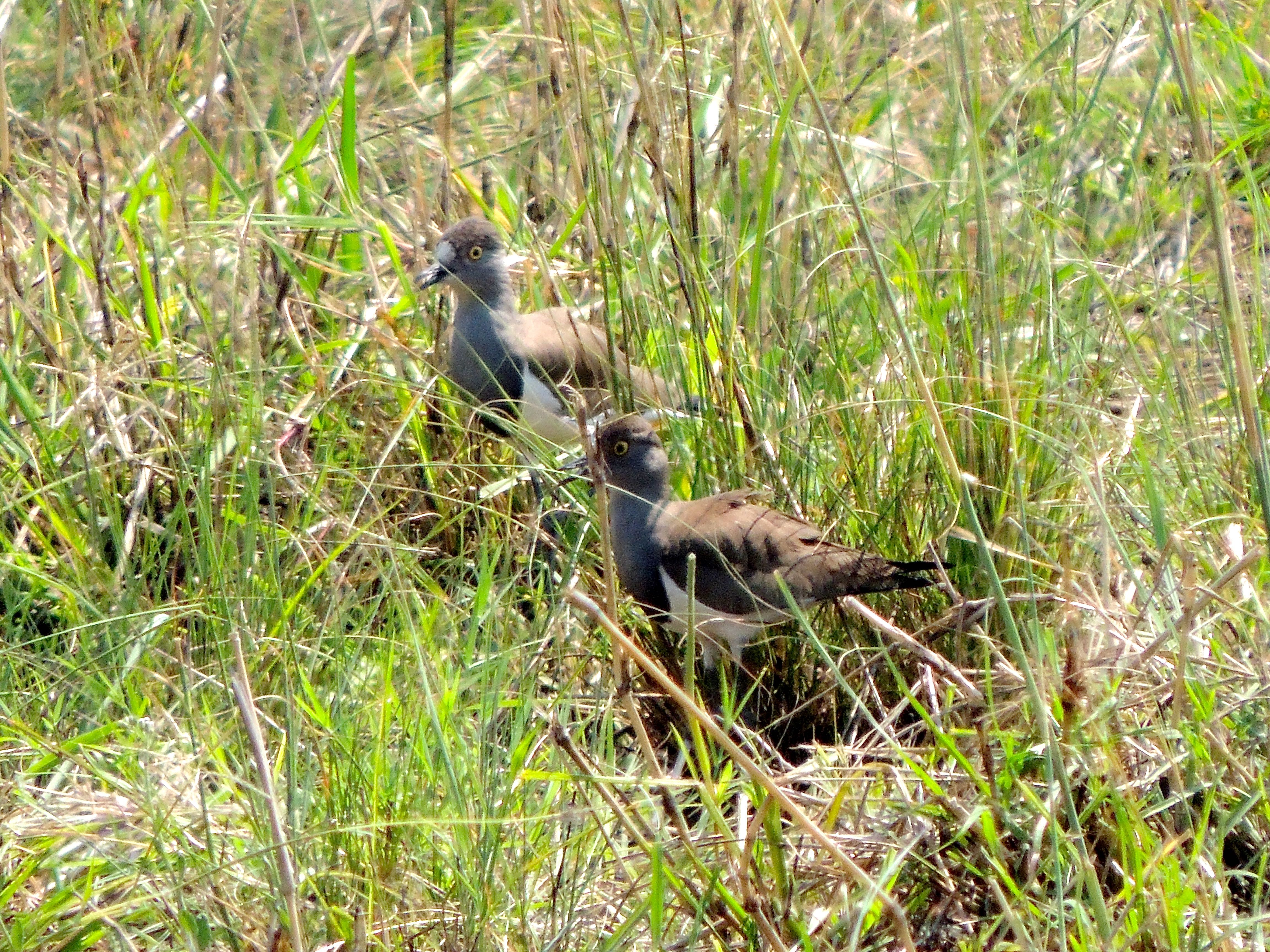 Senegal Lapwing