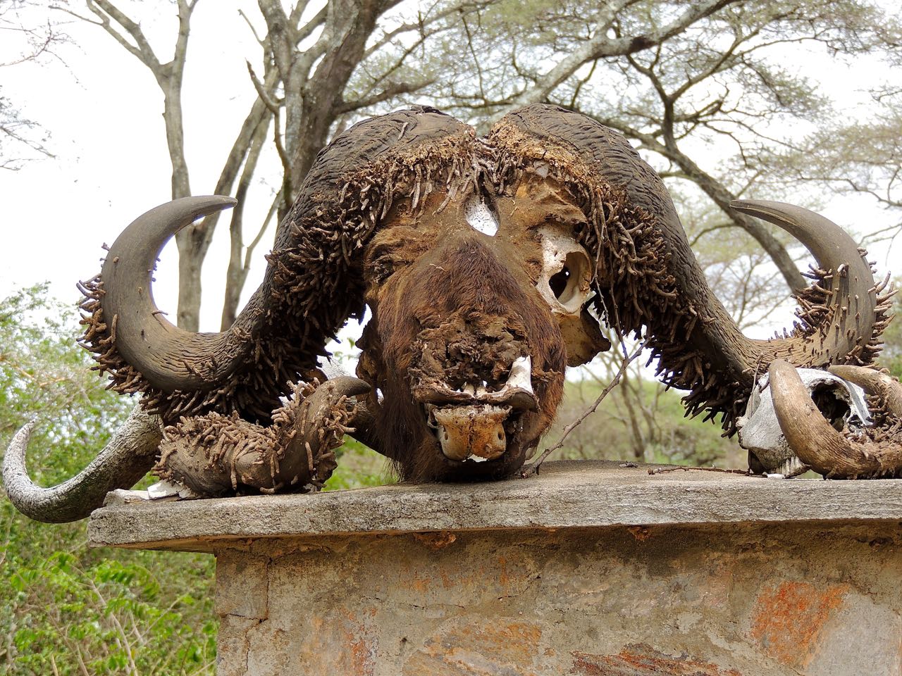 Serengeti Entrance