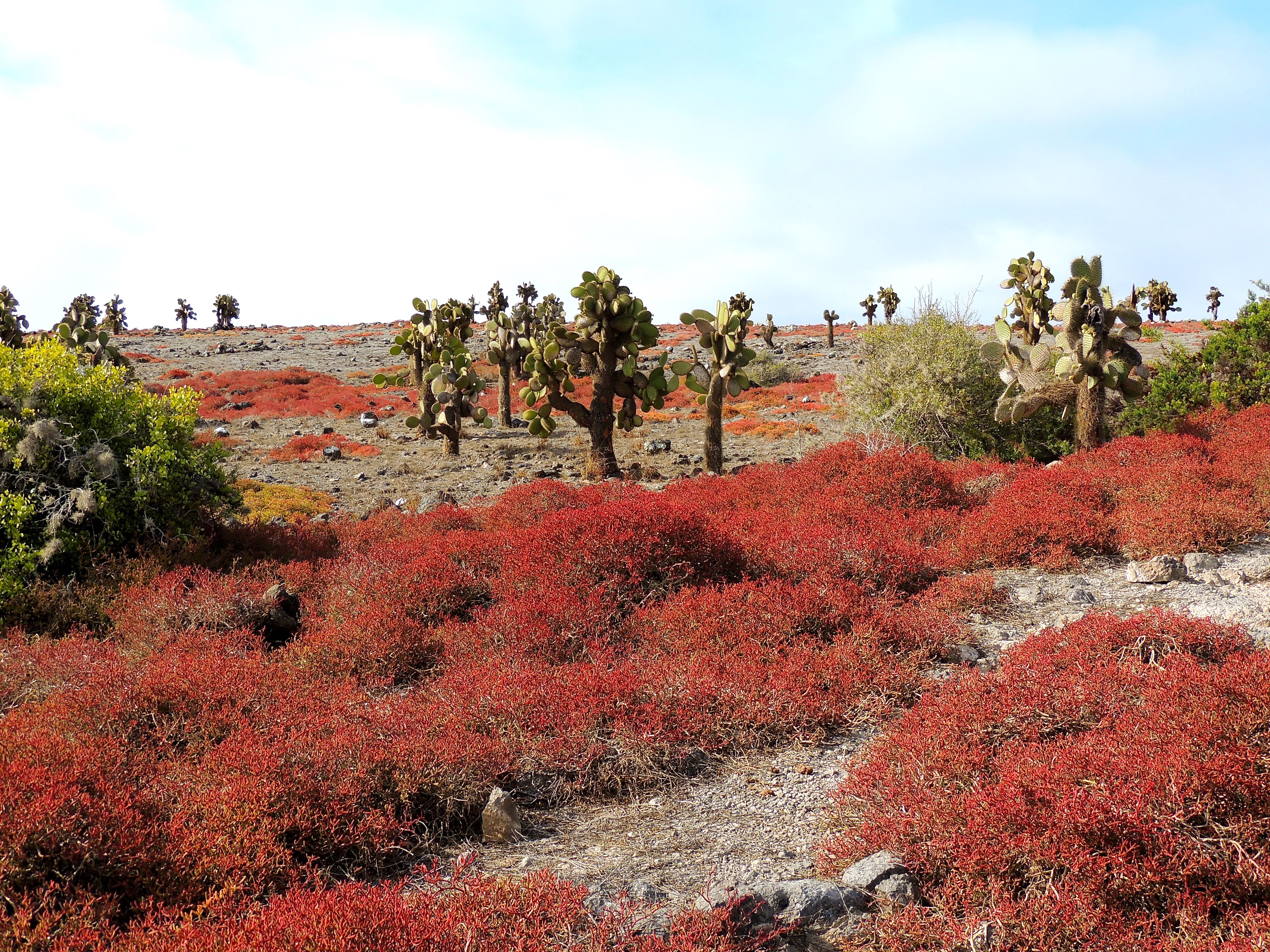 Sesuvium Plants