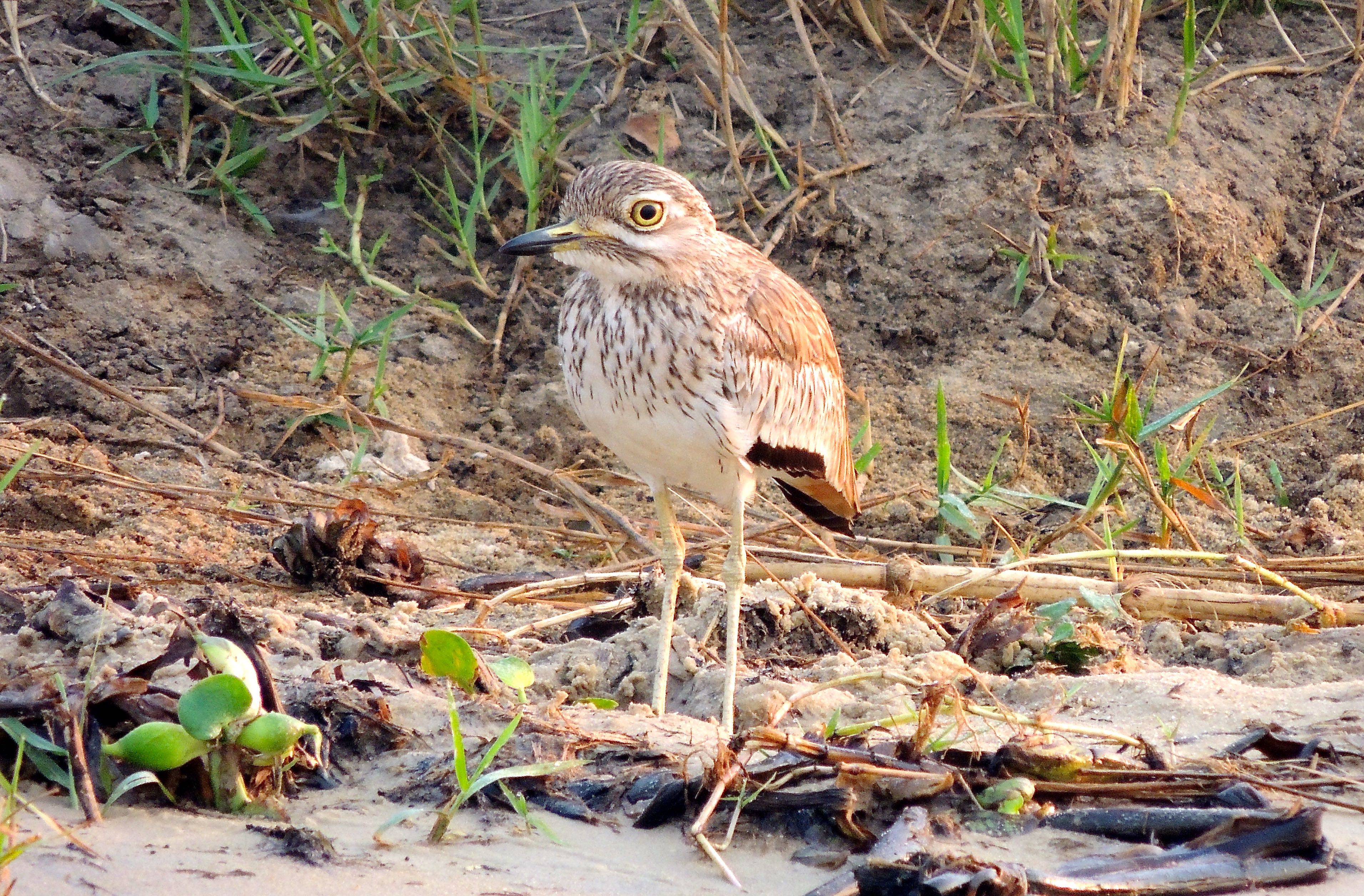 Senegal Thick-knee