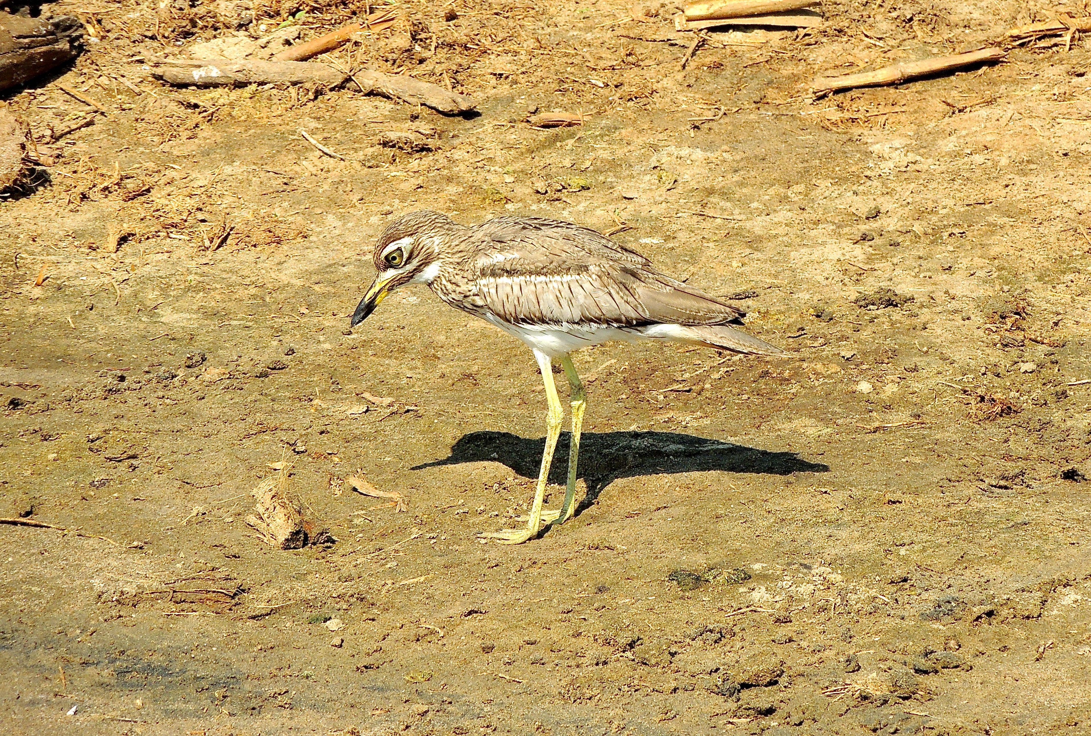 Senegal Thick-knee