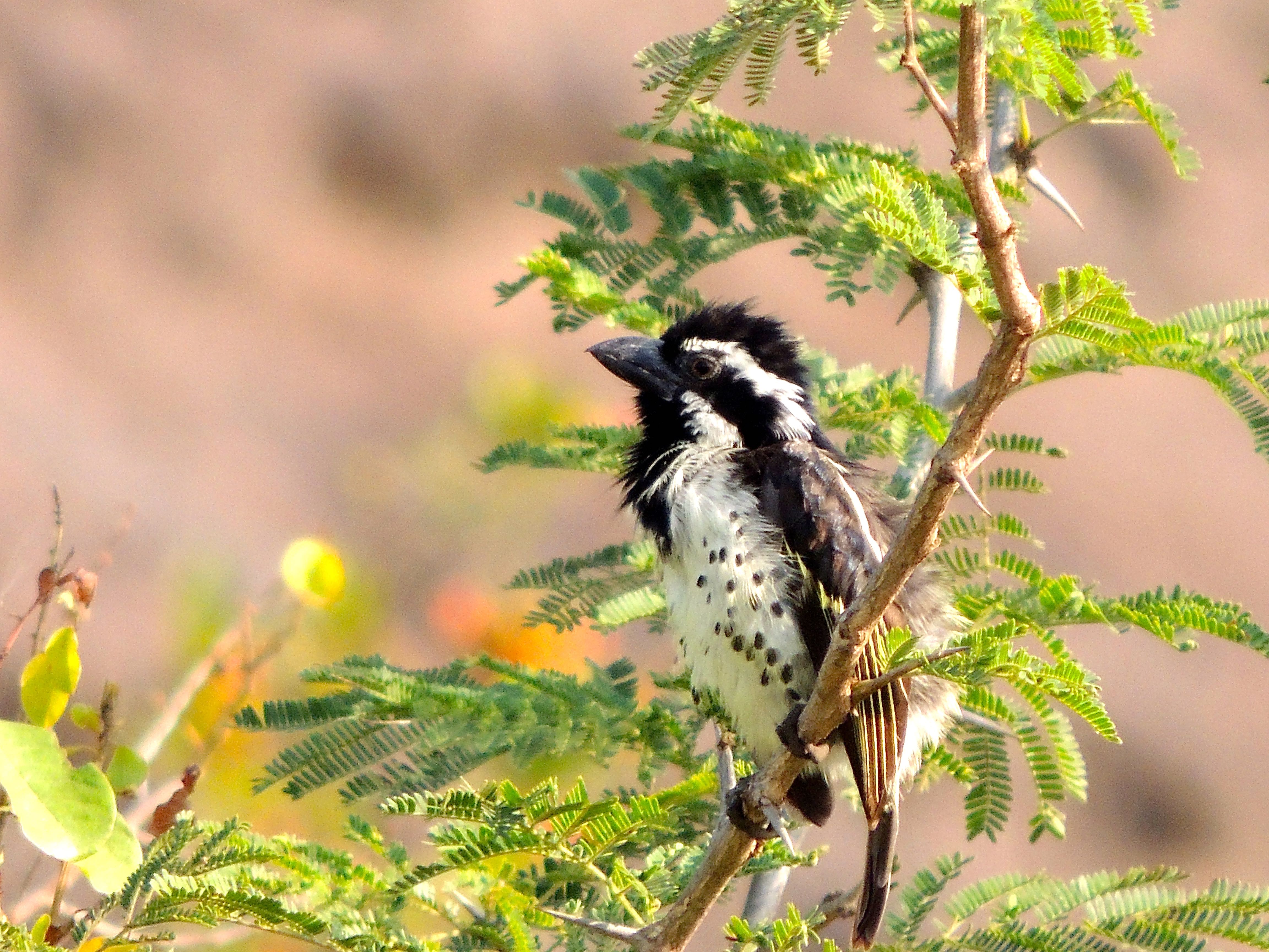 Spot-flanked Barbet