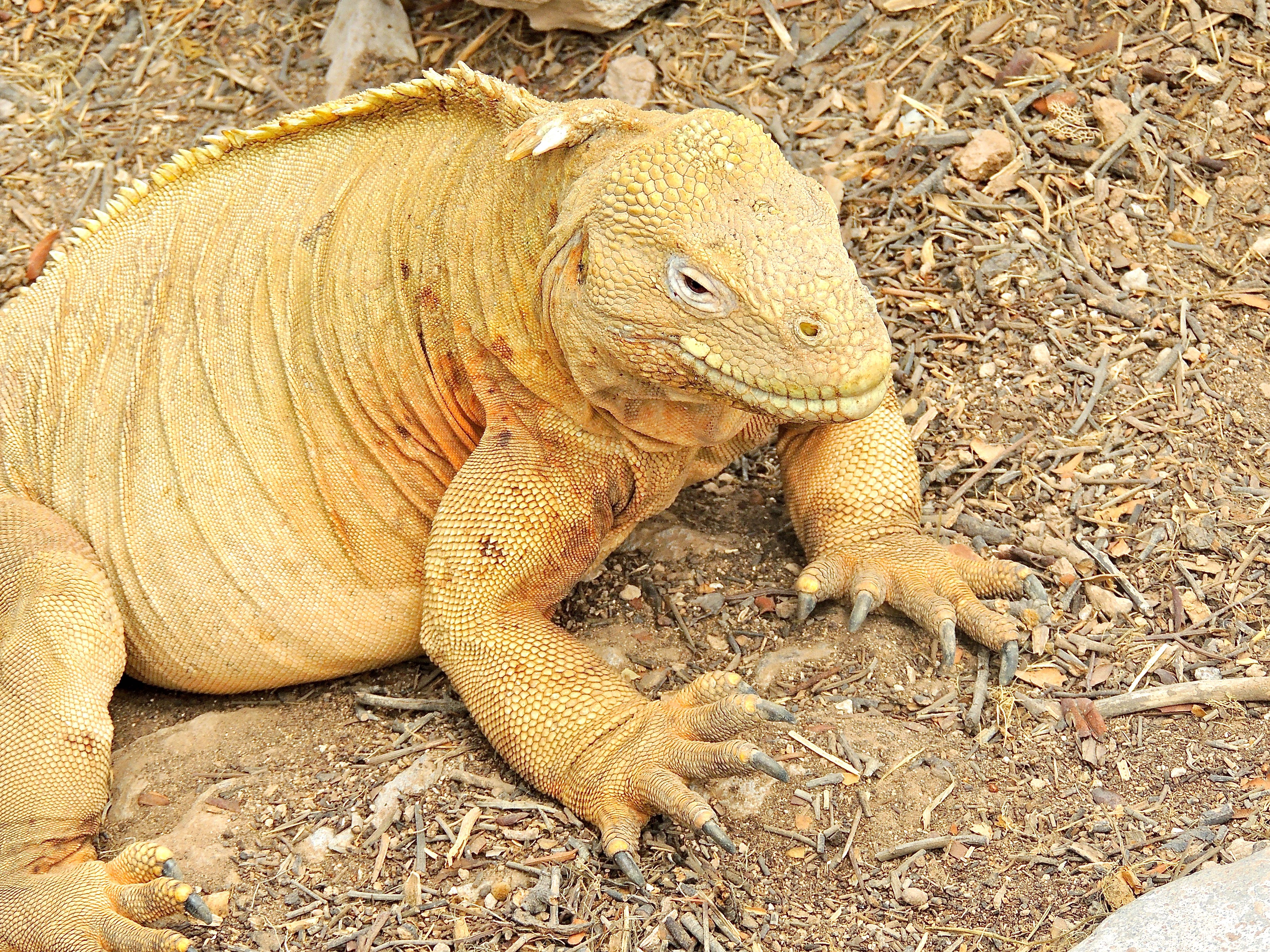 Santa Fe Land Iguana