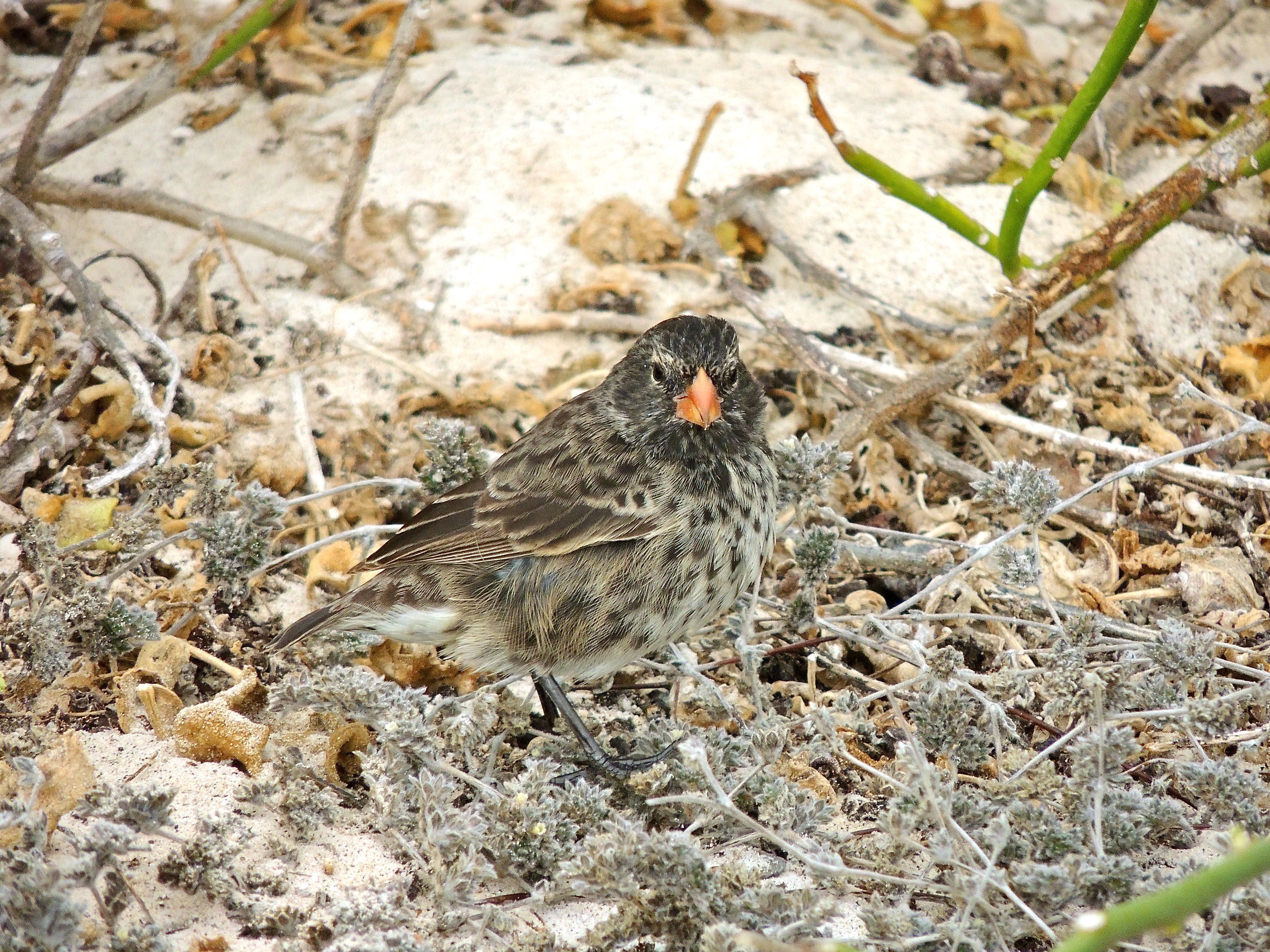 Small Ground Finch