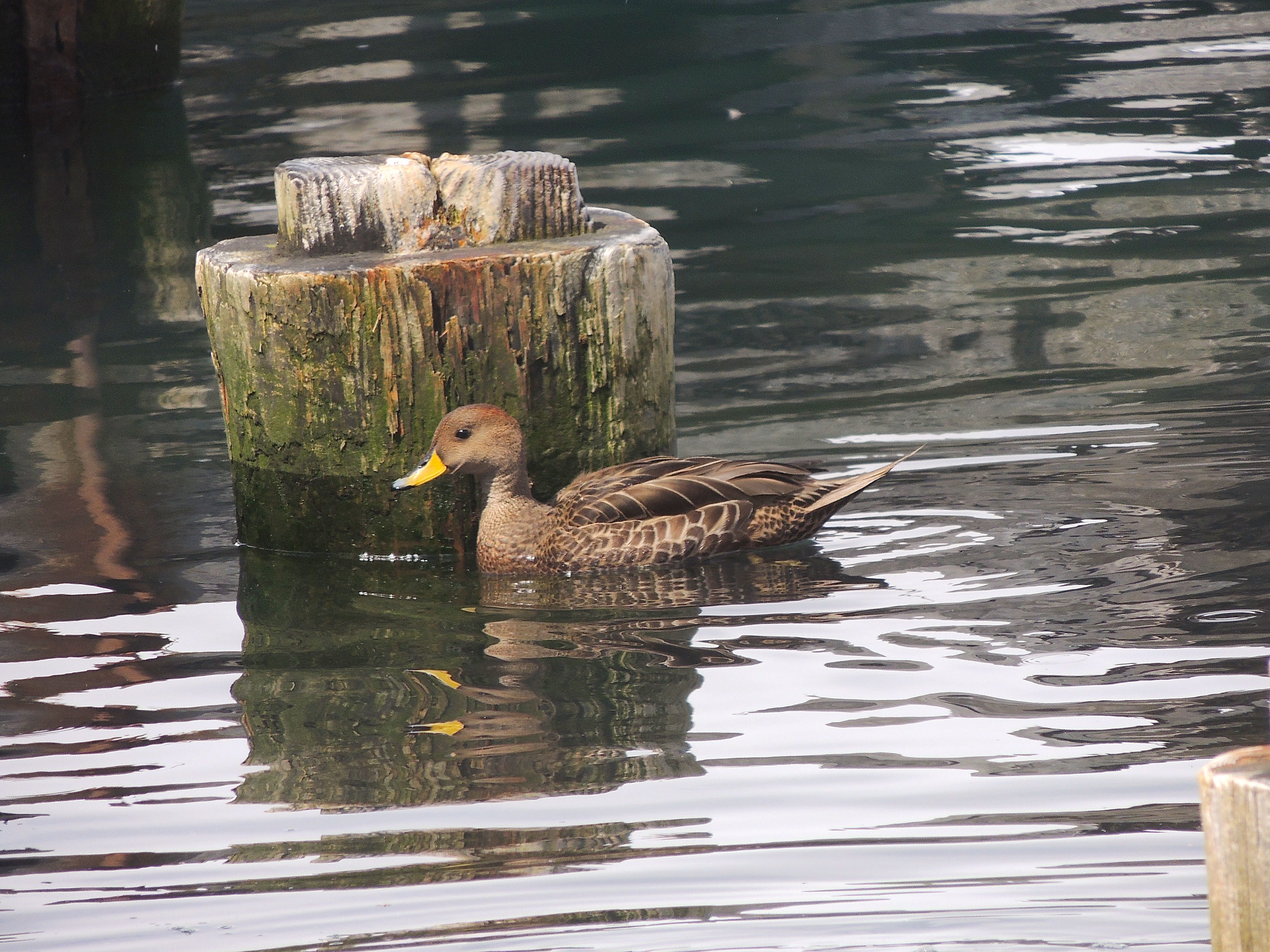 South Georgia Pintail