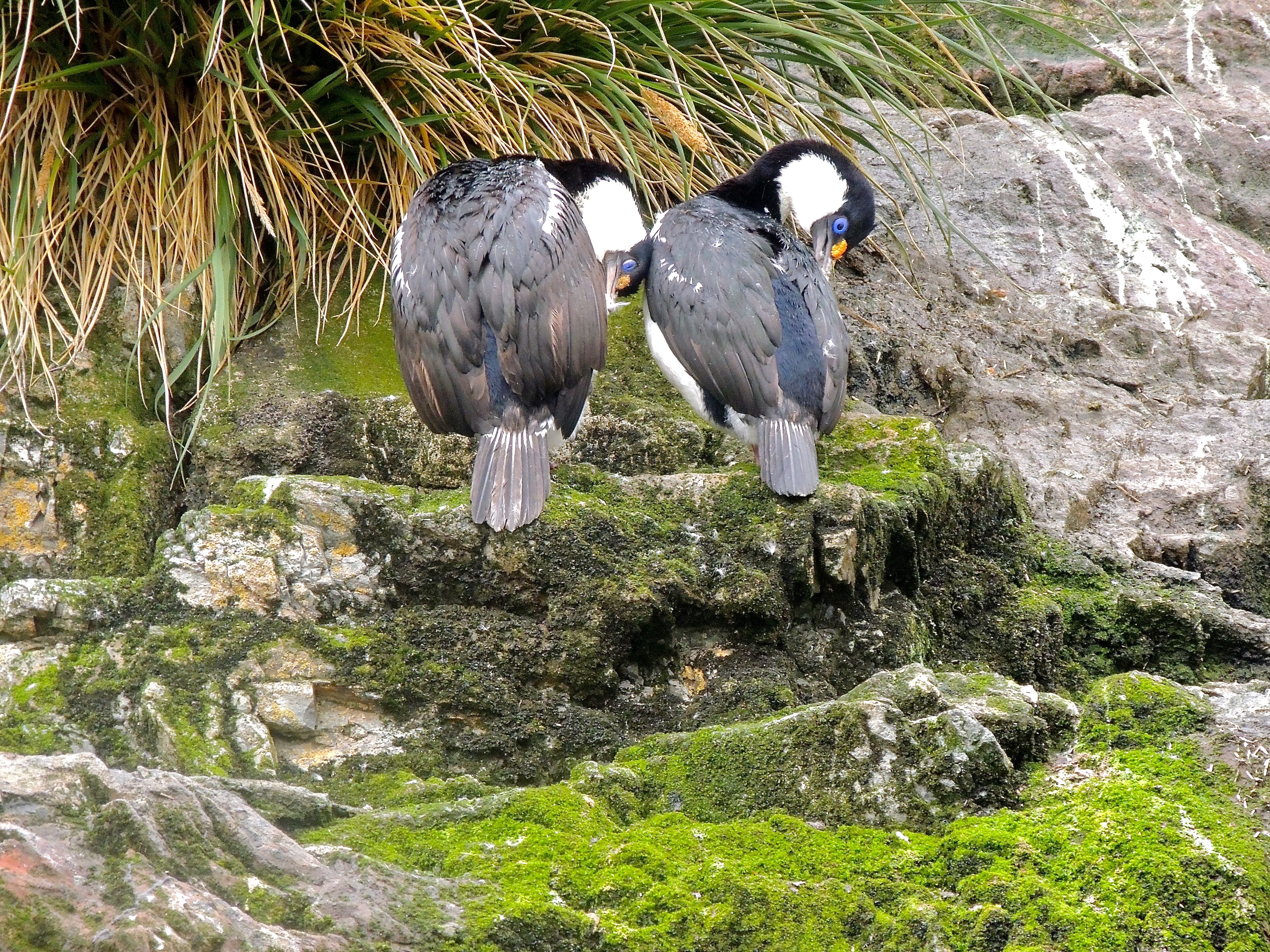 South Georgia Shags