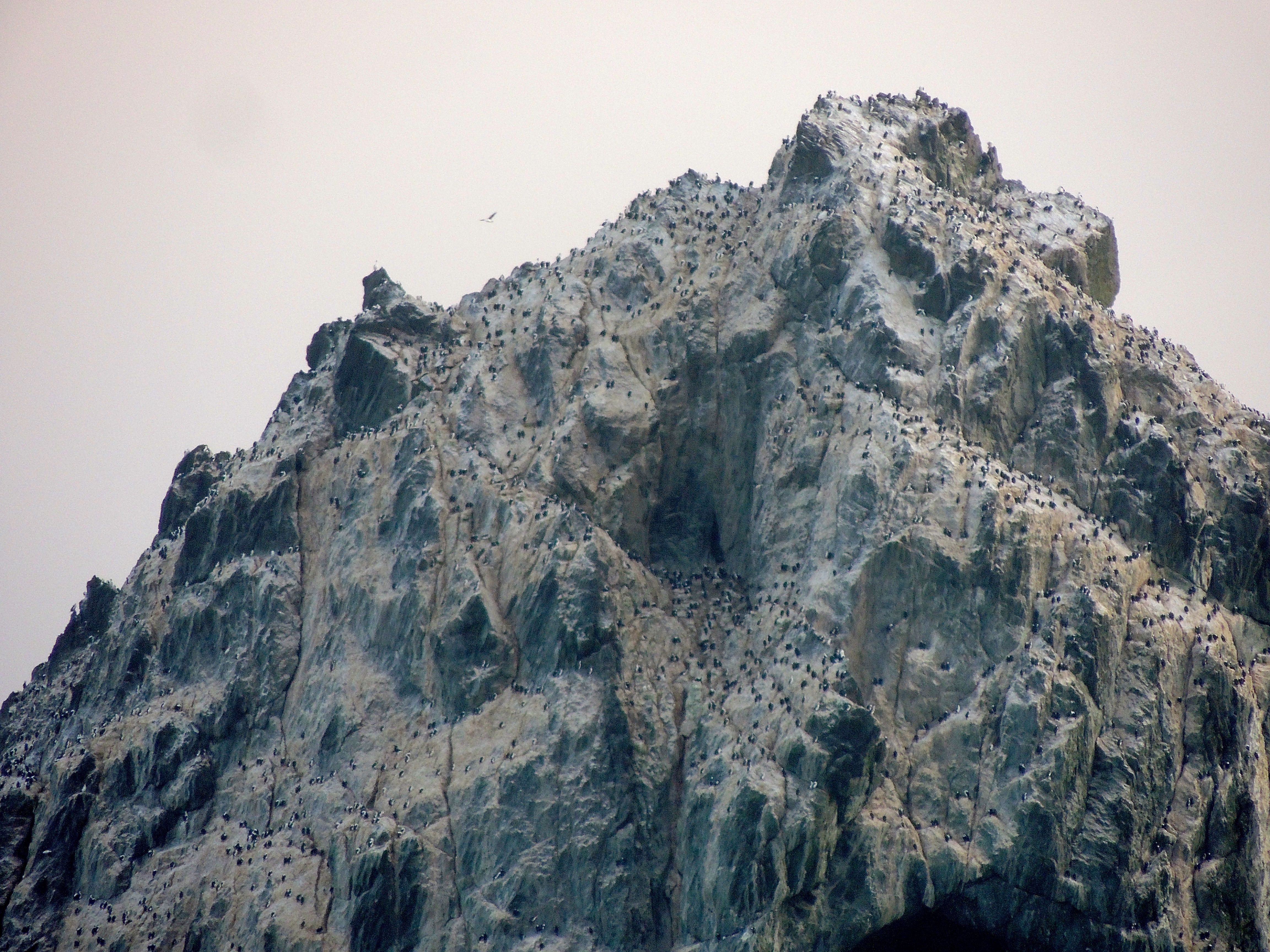 South Georgia Shags on Shag Rocks