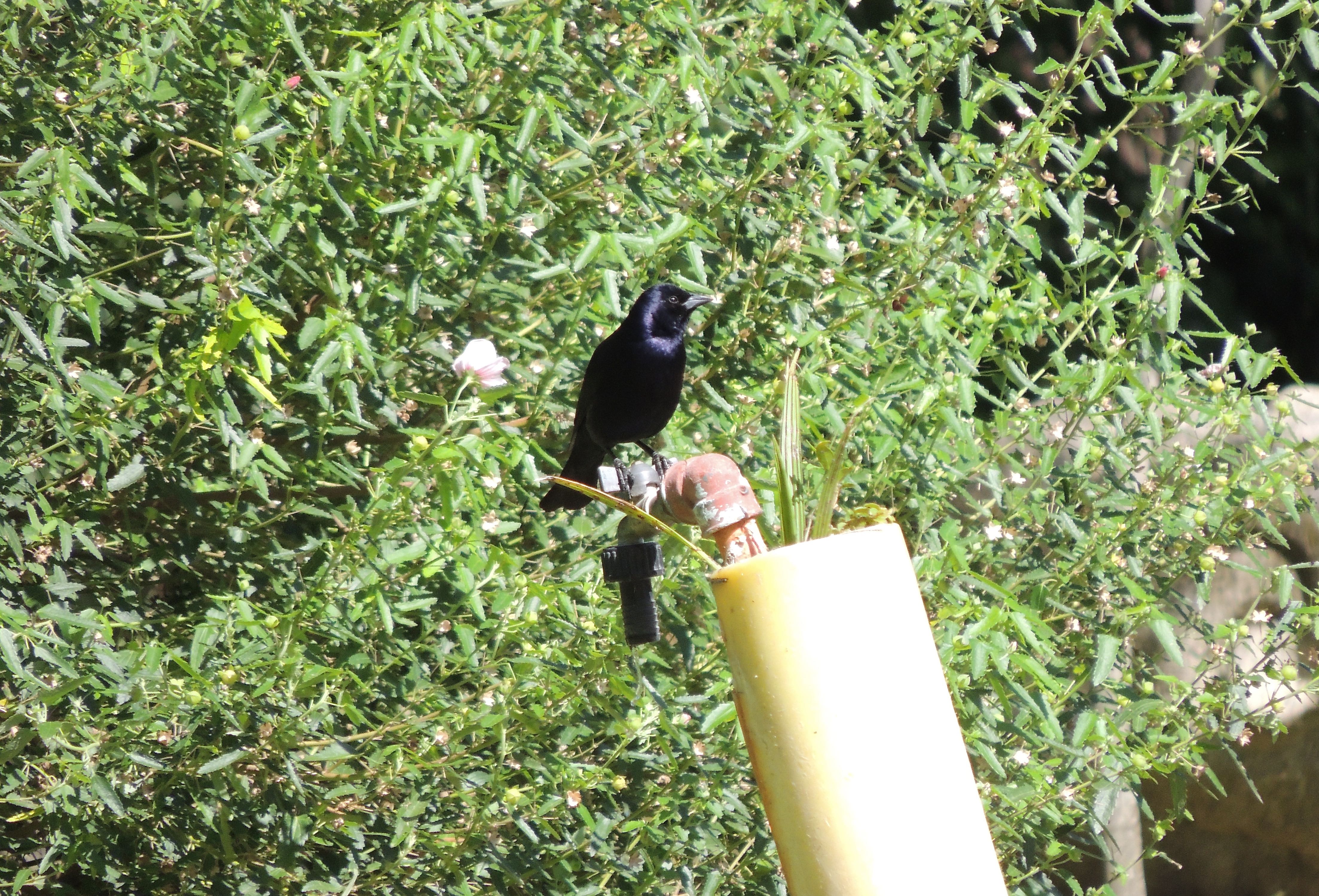 Shiny Cowbird