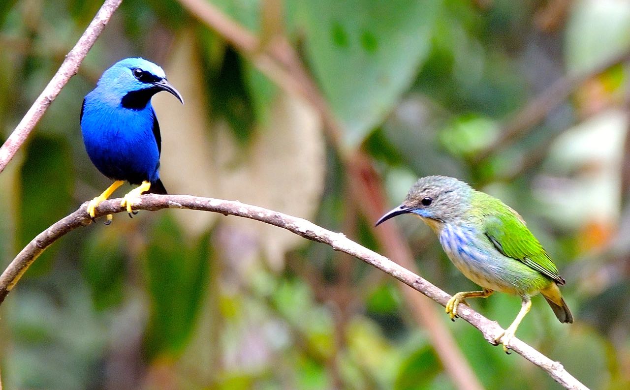 Shining Honeycreepers