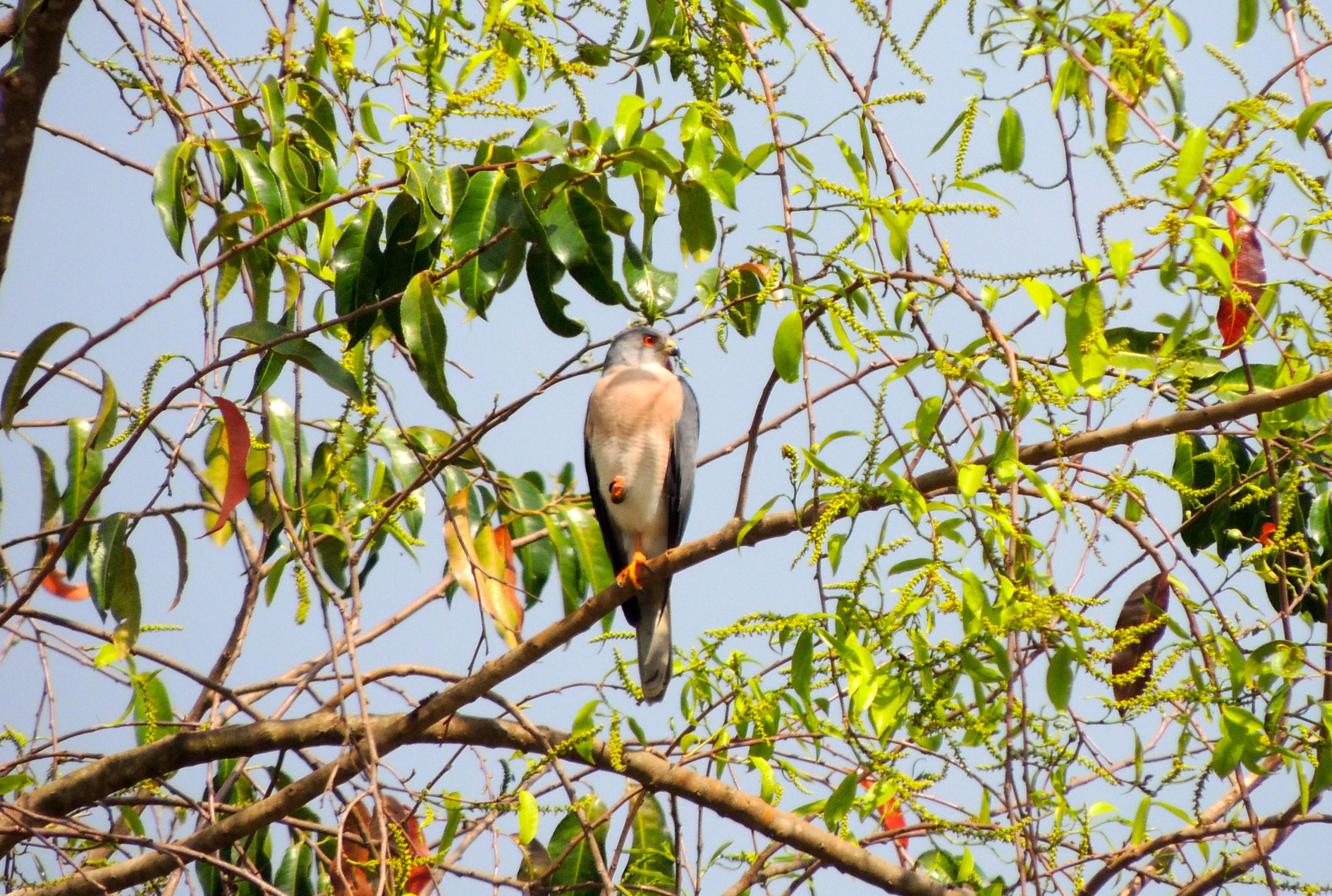 Shikra