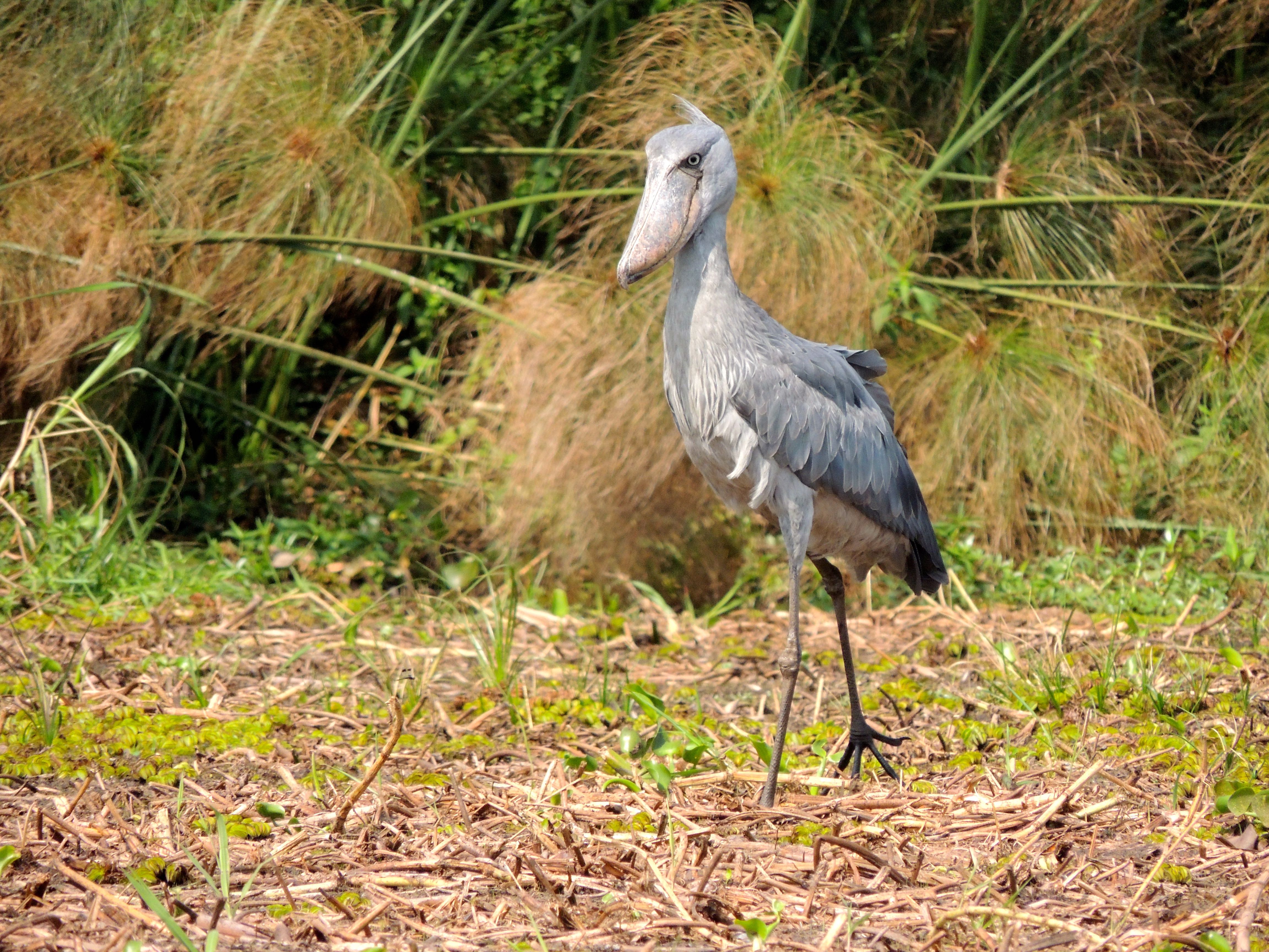 Shoebill