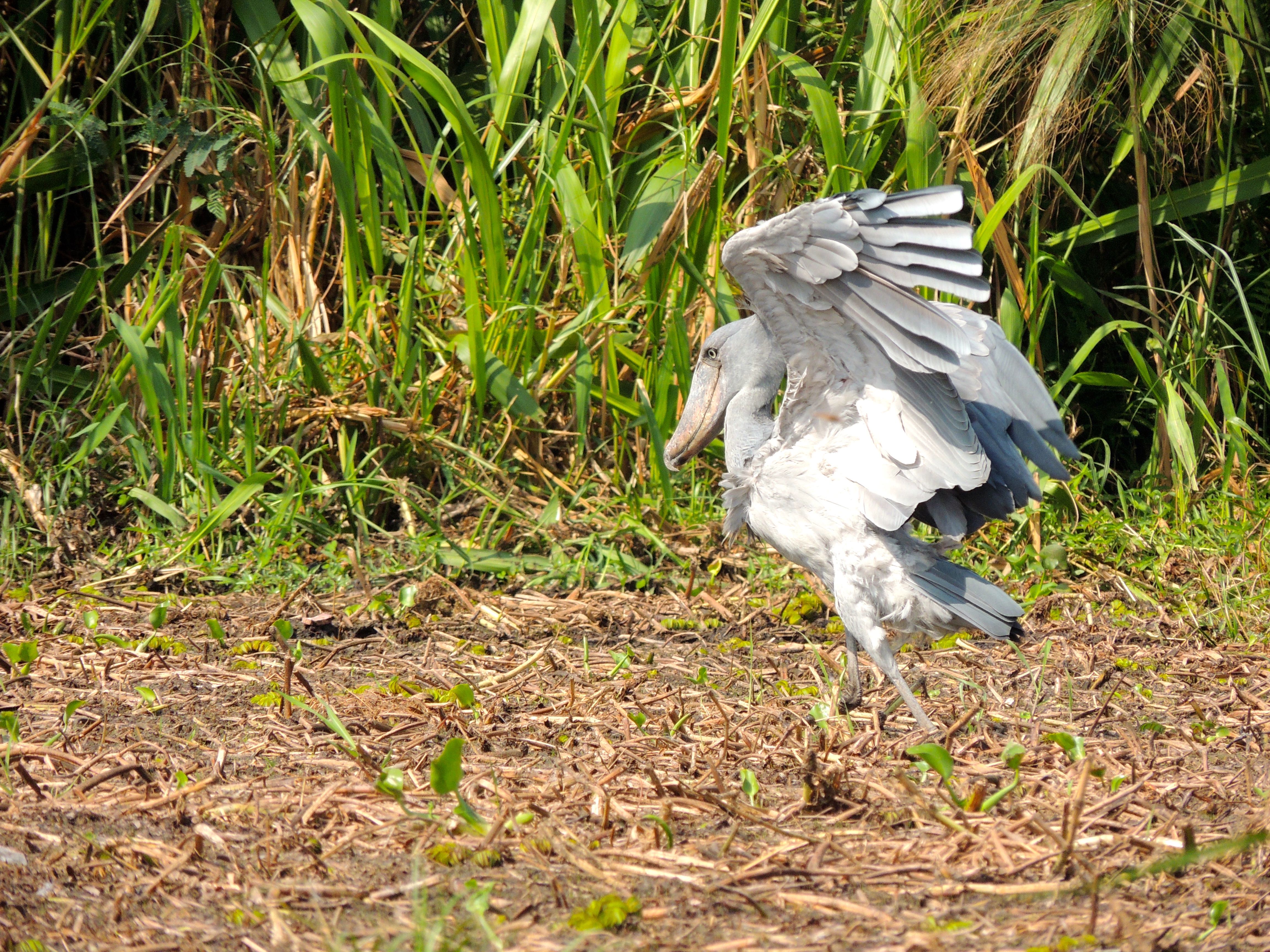 Shoebill