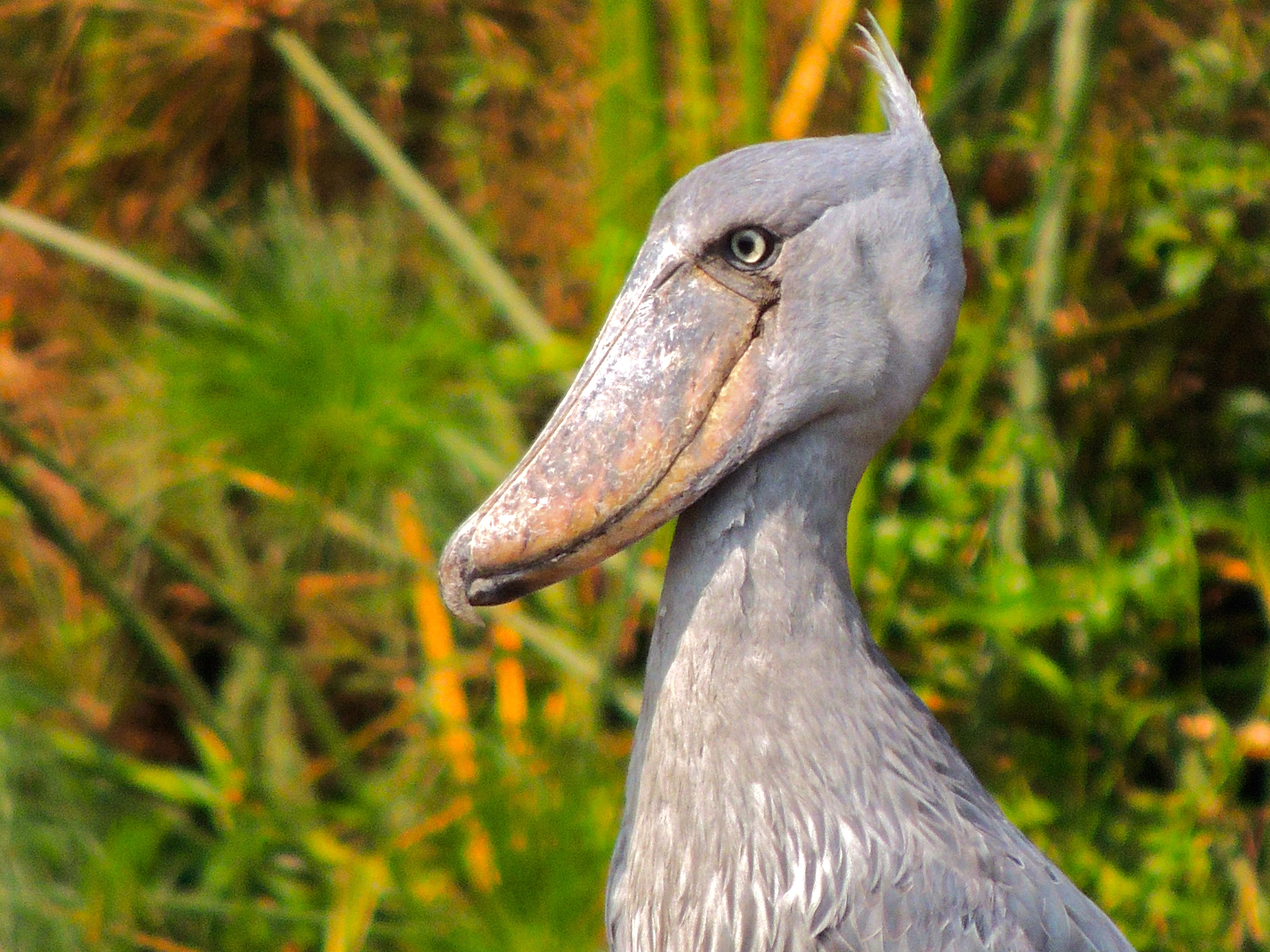 Shoebill