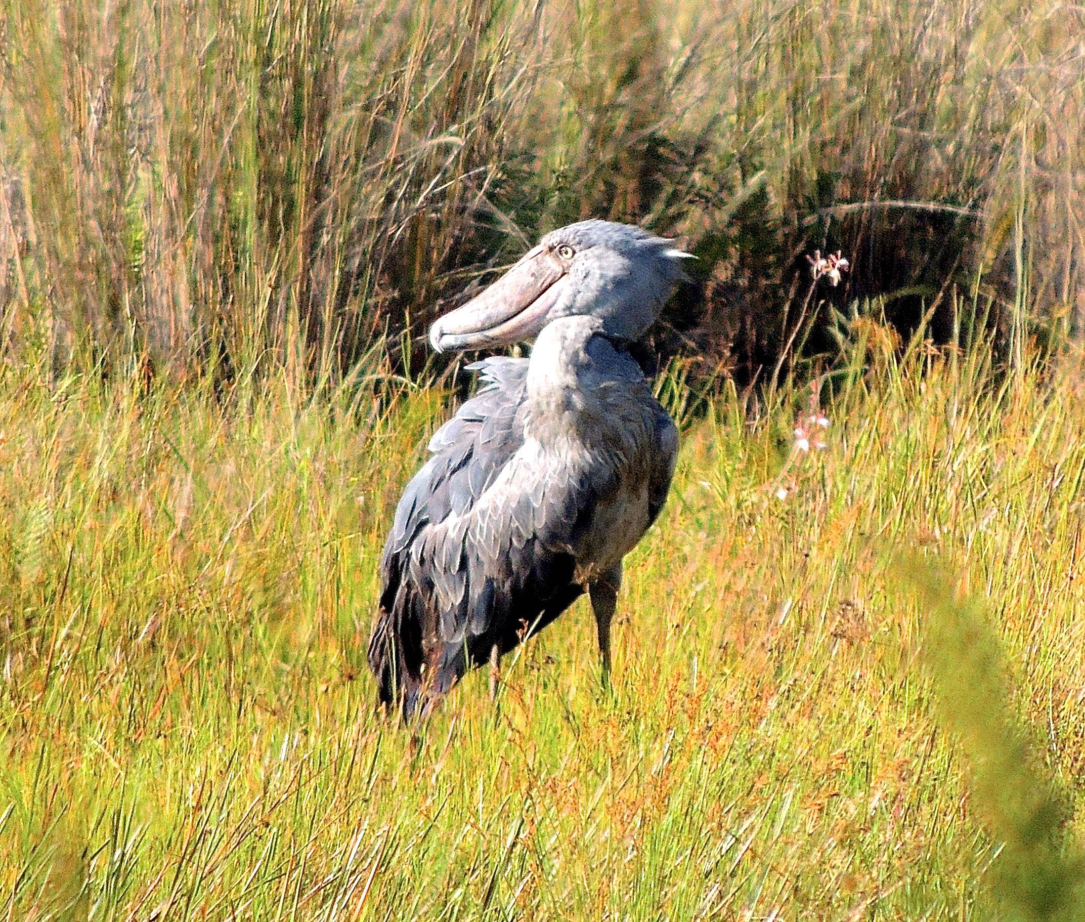 Shoebill