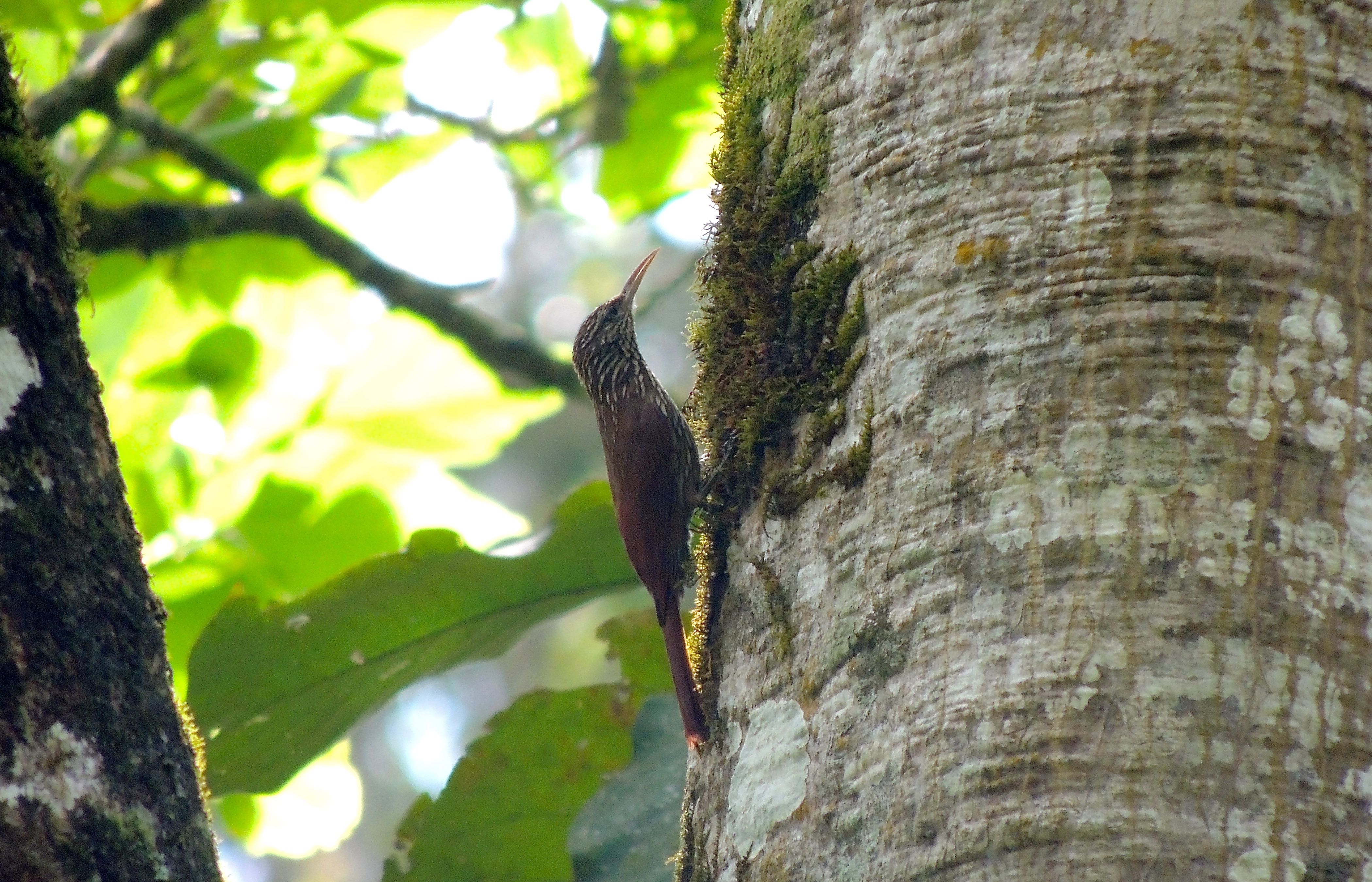 Streak-headed Woodcreeper