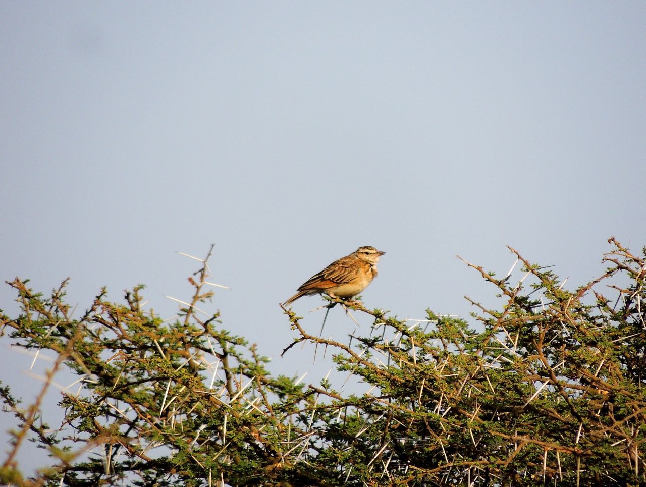 Singing Bushlark