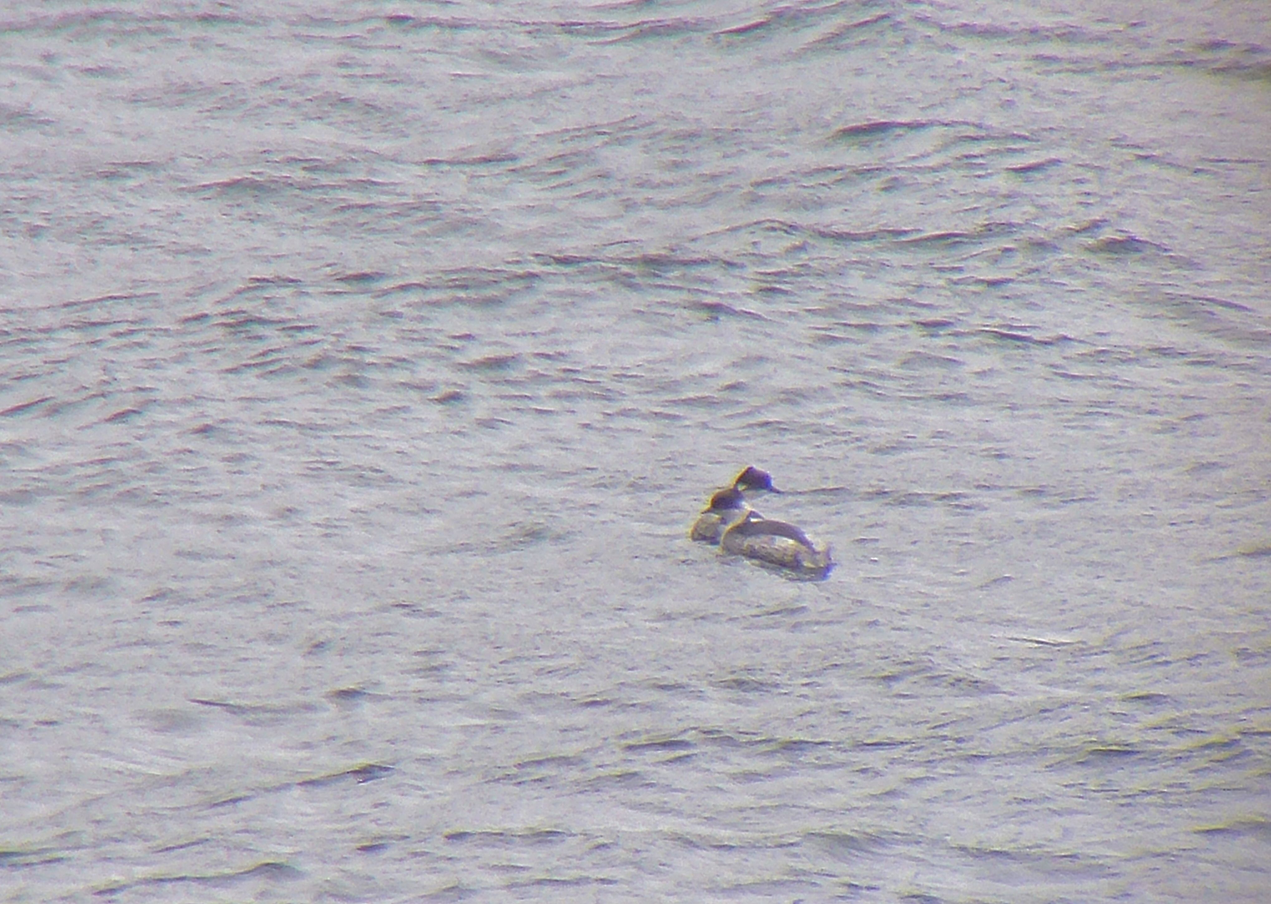 Silvery Grebes