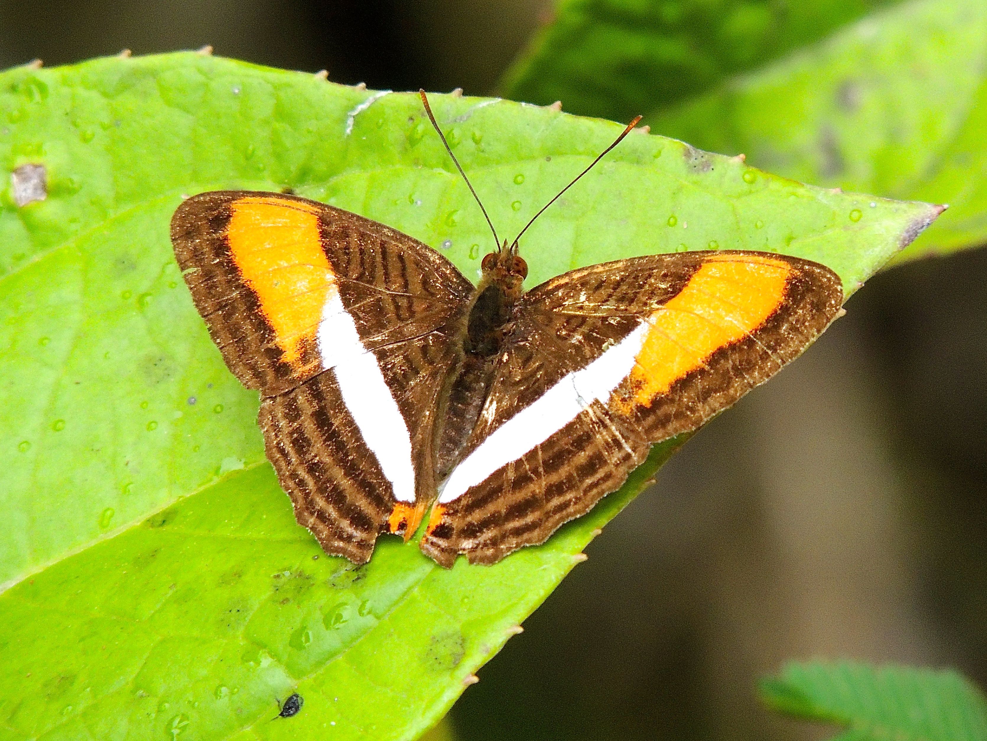 Smooth-banded Sister