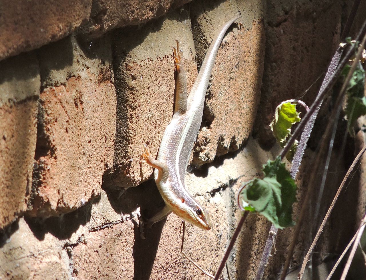 Variable Skink