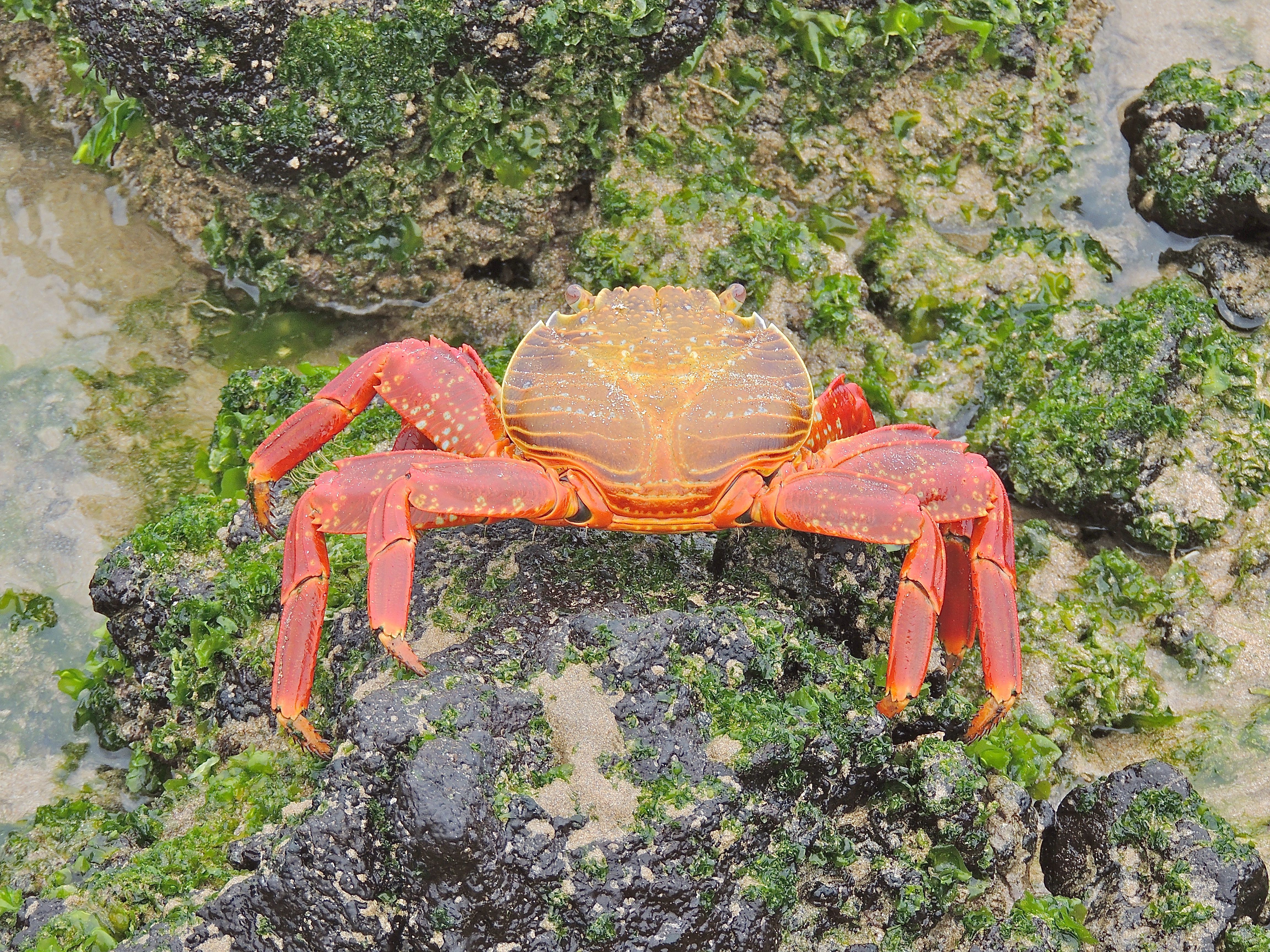 Sally Lightfoot Crab