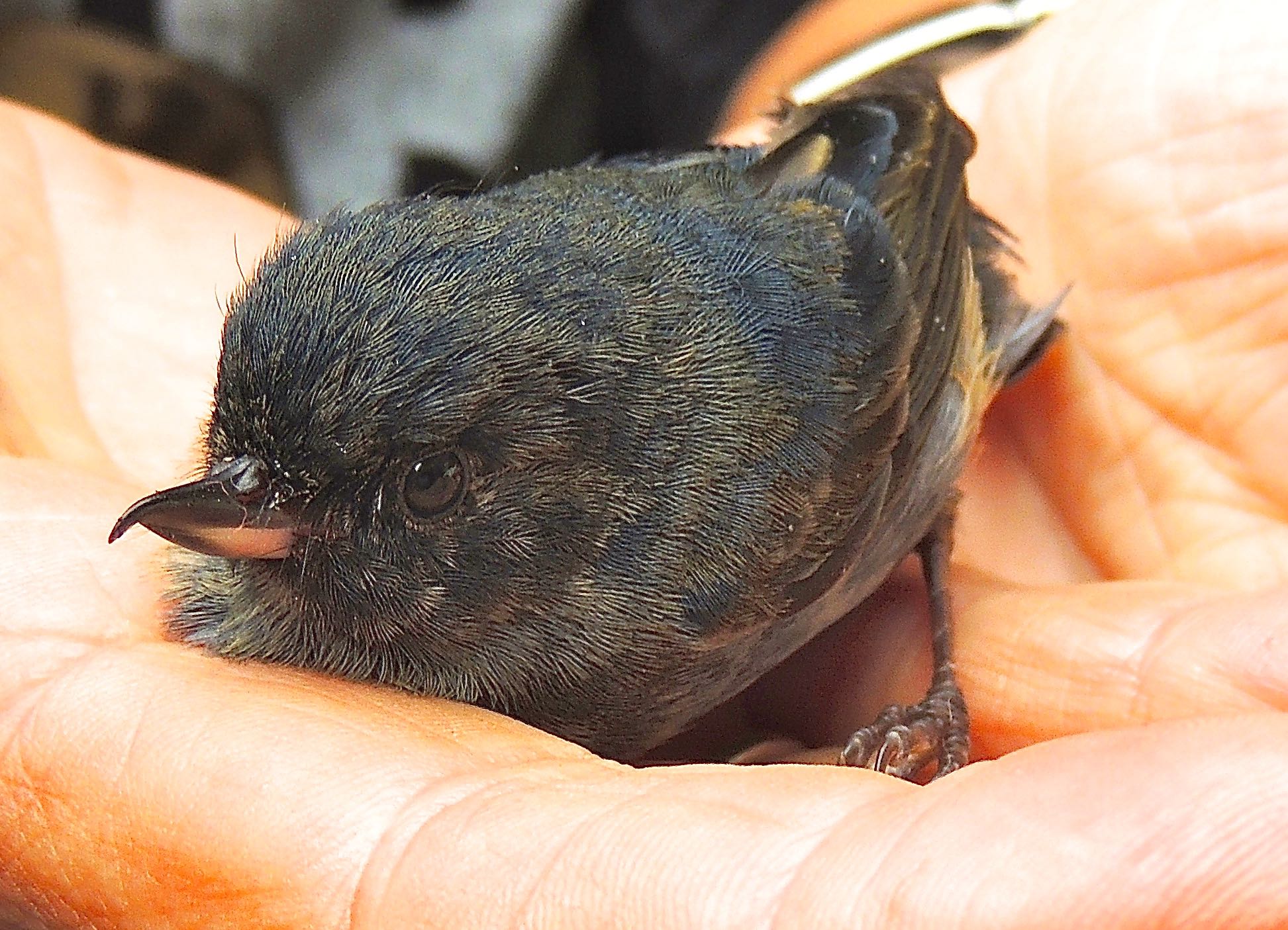 Slaty Flowerpiercer