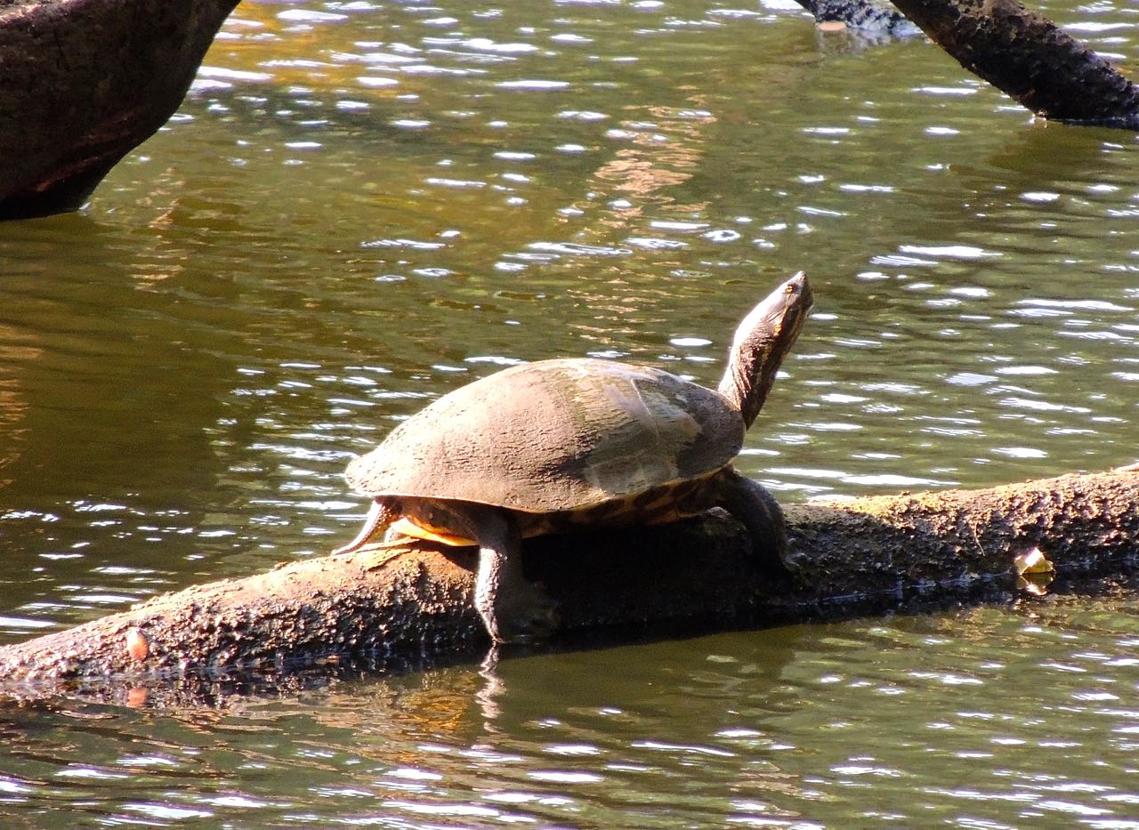 Tropical Slider