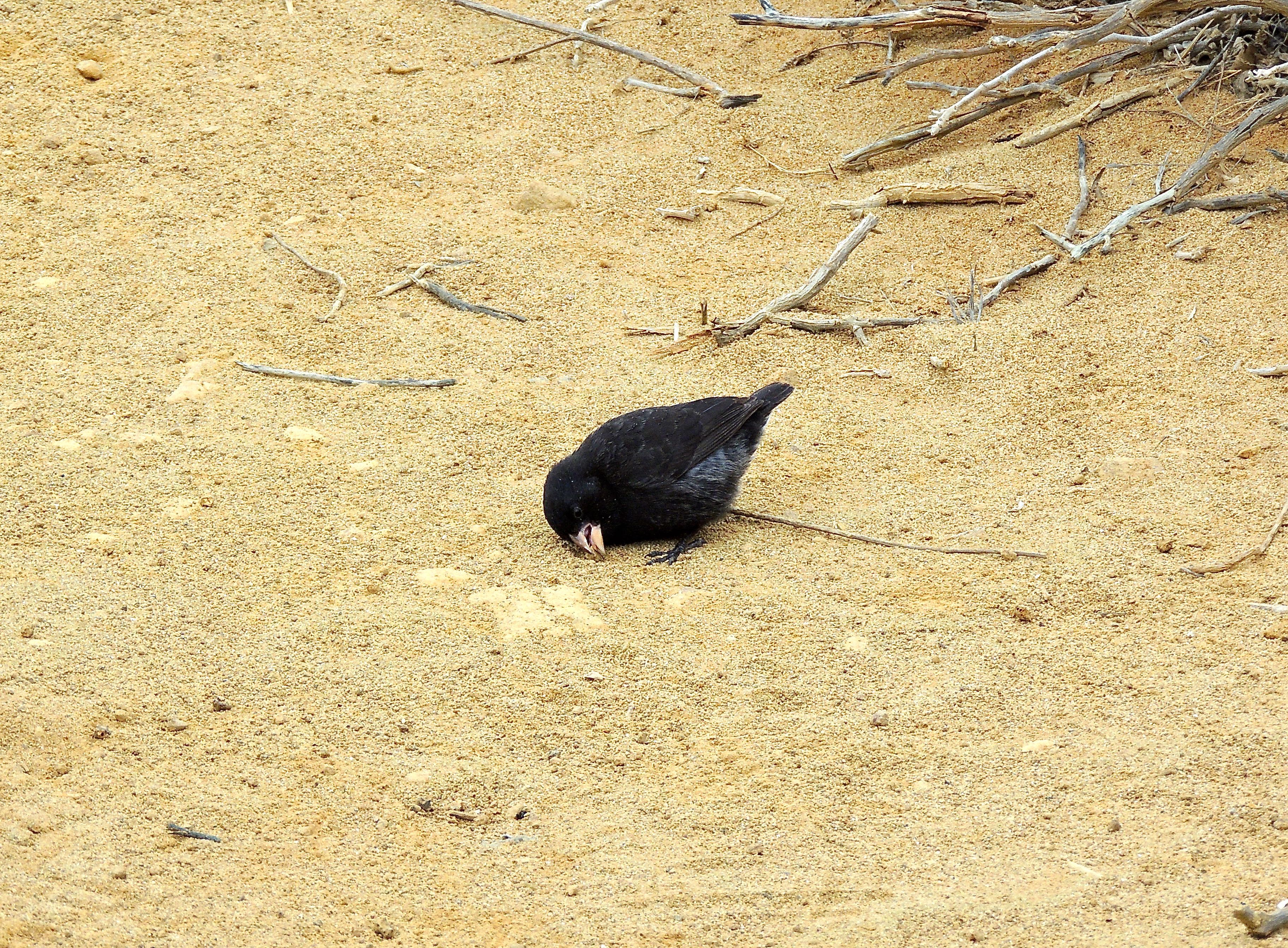 Small Ground Finch