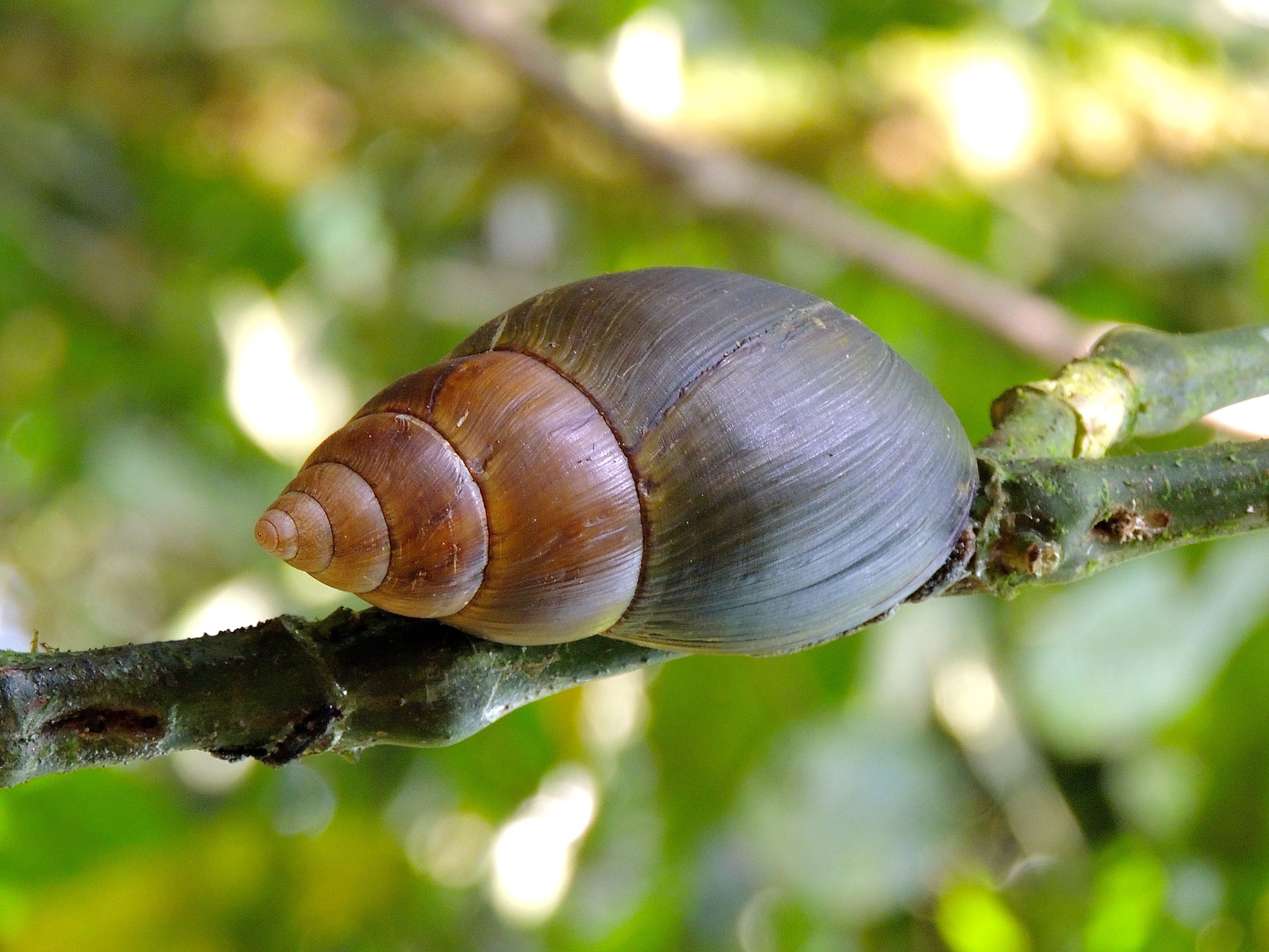 African Giant Snail